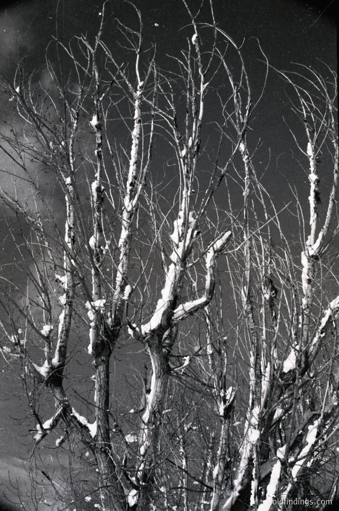 Leafless winter branches reflected in frosted glass, creating a symmetrical, abstract pattern. The composition evokes minimalist winter landscapes and architectural reflections. Likely 20th-century mid-century photography style.