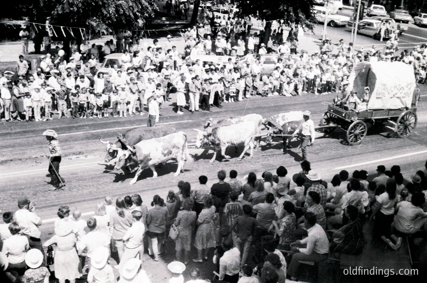 Vintage street parade featuring decorated oxen being led by handlers in mid-20th century attire. Crowds line both sides of the road, watching from balconies and street level. A horse-drawn cart with a large banner follows the oxen. Urban setting with parked cars and trees in background.