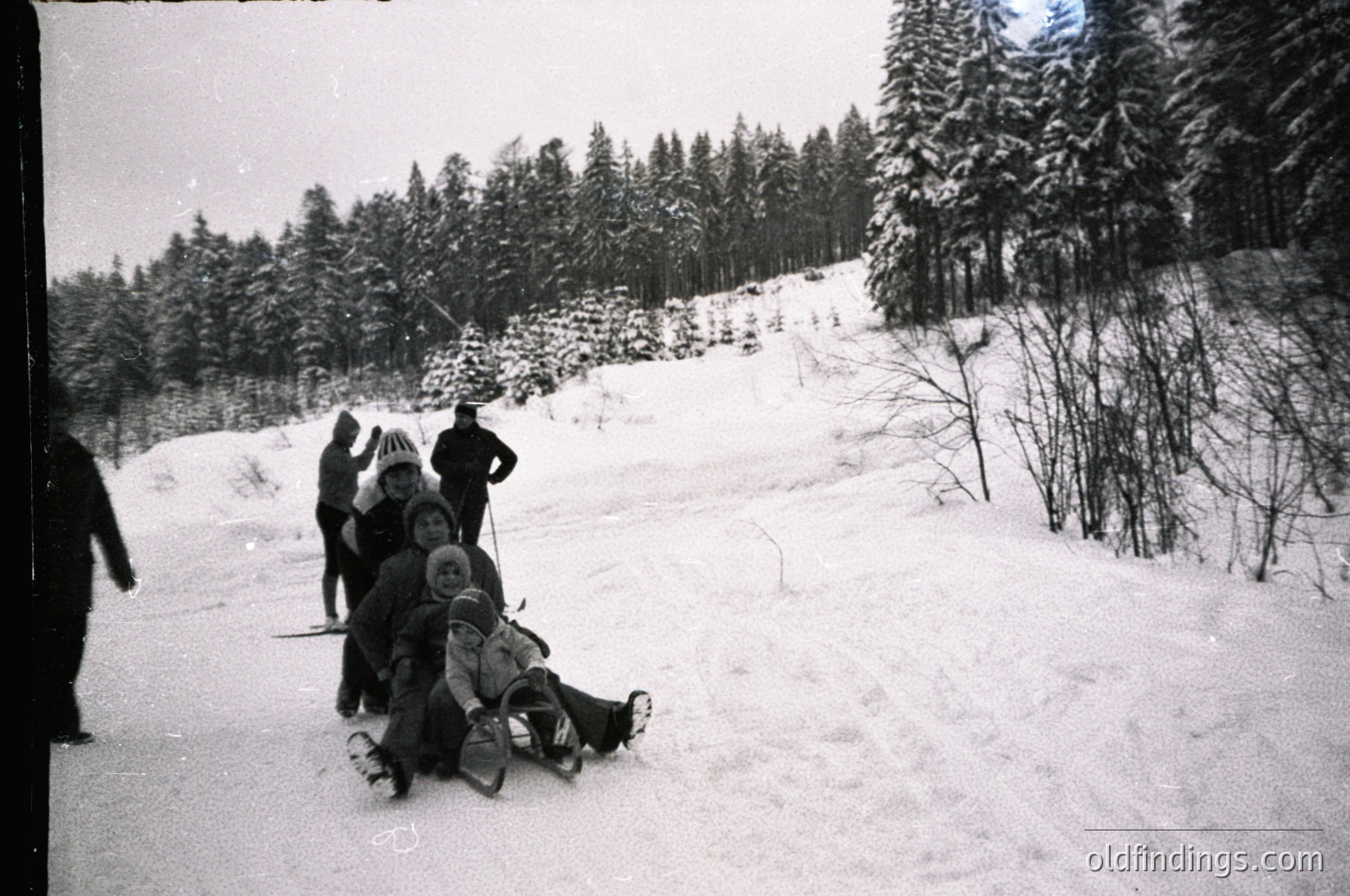 Group sledding in snowy forest, mid-20th century. Snow-covered slope with evergreen trees, likely European alpine region. Casual winter attire suggests recreational activity, possibly 1950s–1960s.