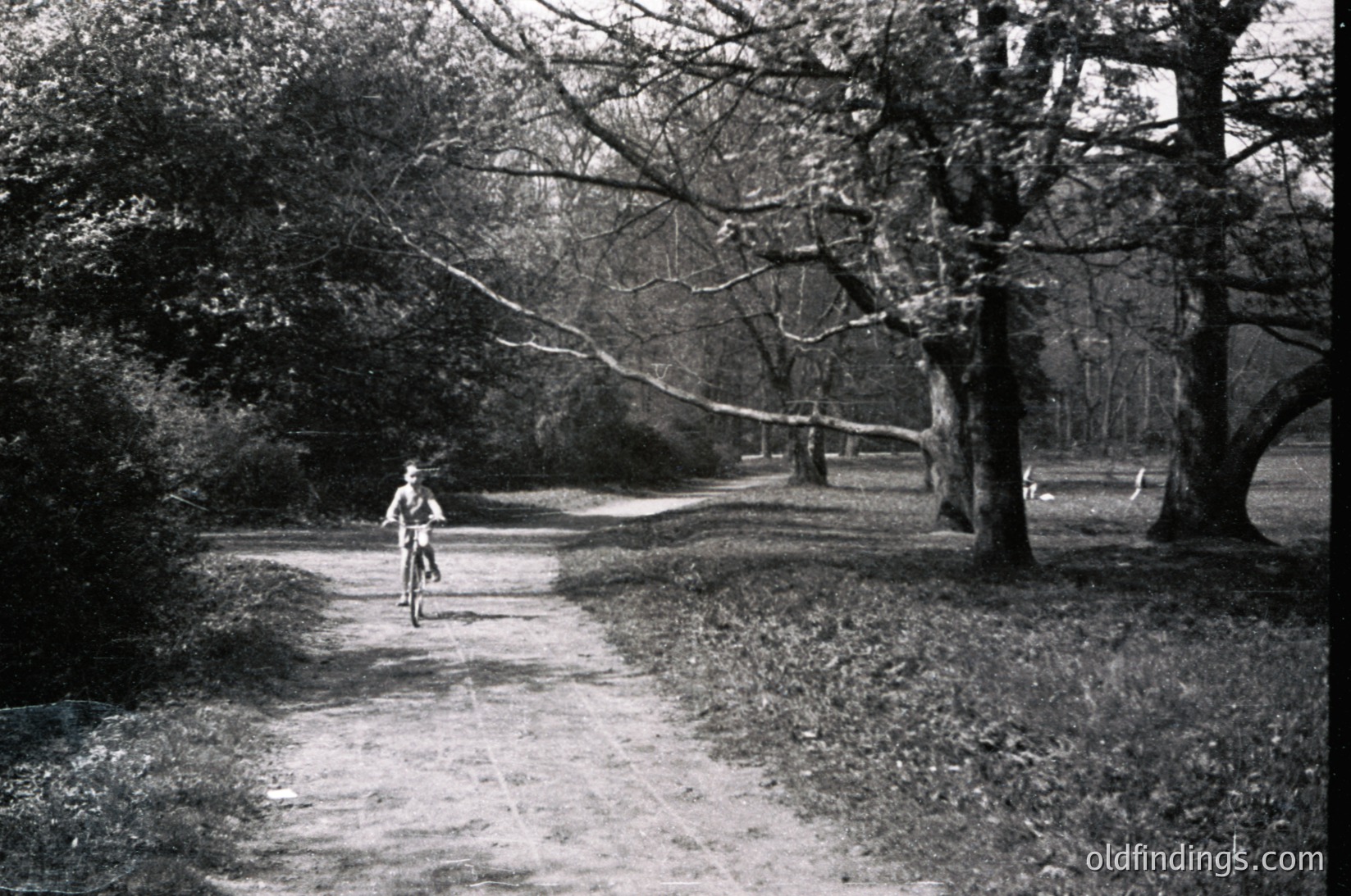 Mid-20th century black-and-white photo of a lone cyclist riding a vintage road bike on a gravel path through a wooded park. Dense trees frame both sides, casting dappled shadows. The cyclist wears a cap and light clothing, suggesting a leisurely ride.