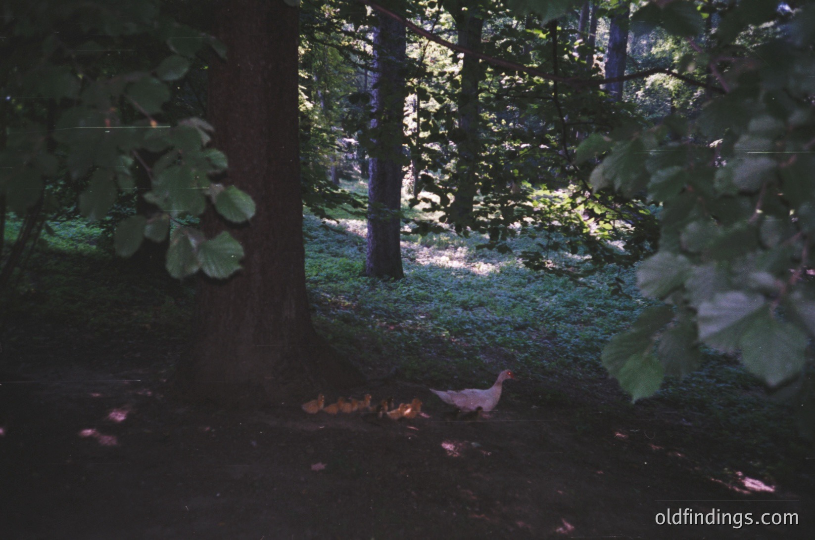 Sun-dappled forest floor with a lone turkey pecking near a small fire pit. Dense canopy filters light, creating contrast between shadows and illuminated patches.