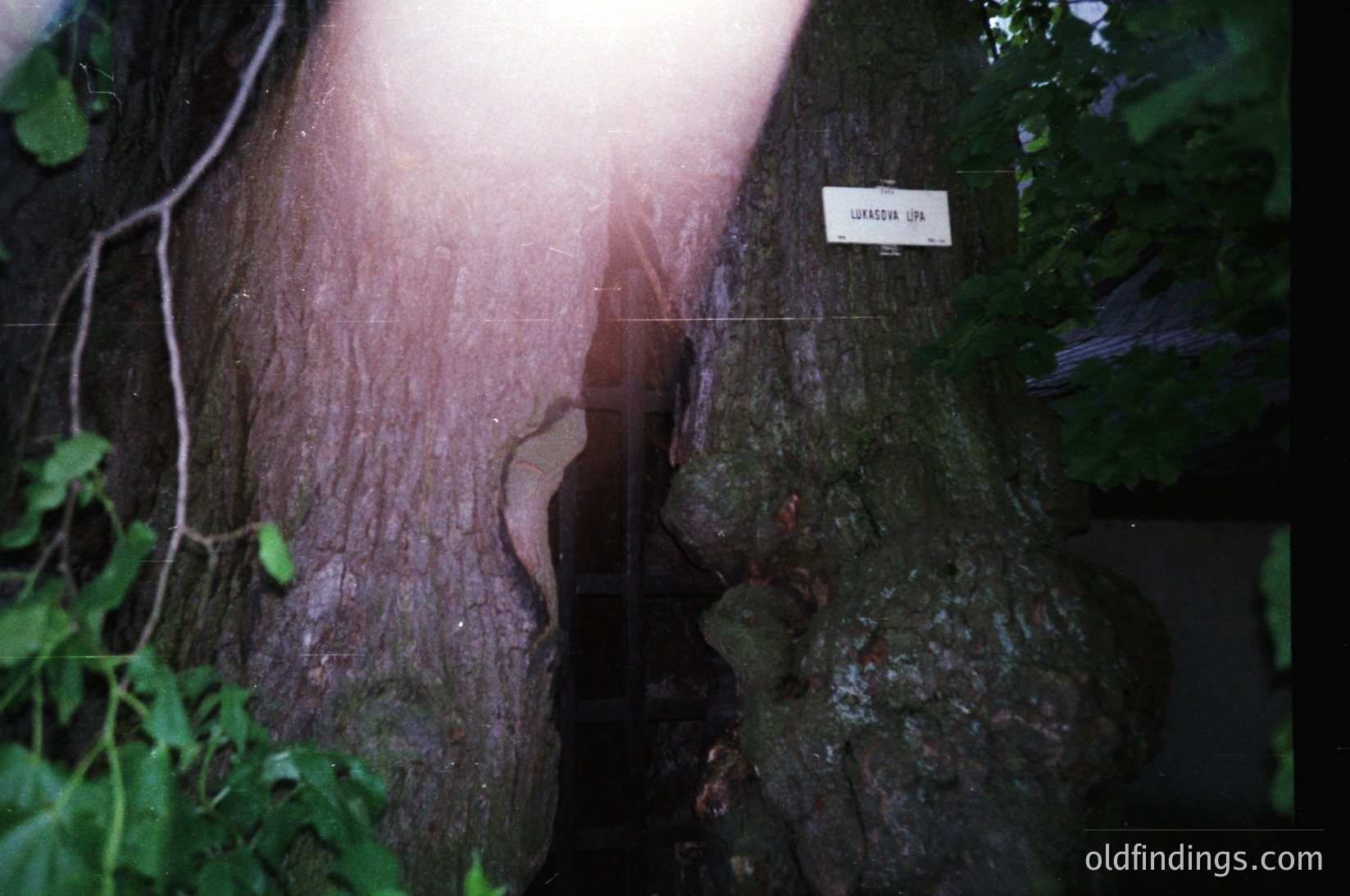 Sunlight filters through a massive tree trunk labeled "Luxembourg Lp." in a dense forest, creating a striking natural lens effect. The aged bark and sign suggest a preserved or protected woodland area.