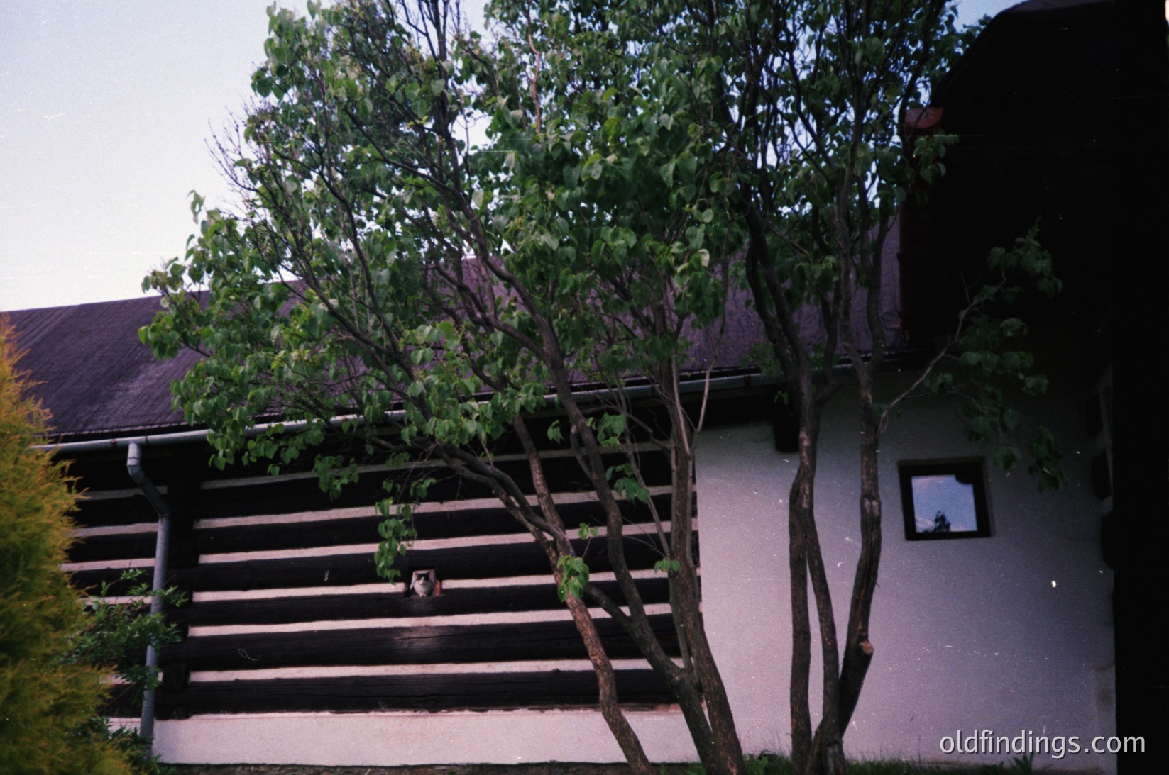 Mid-century modern wooden house with horizontal siding and a sloped roof, partially obscured by leafy trees. Exterior walls show signs of aging with visible cracks and peeling paint. Small rectangular window with a white frame visible on the right side. Likely residential architecture from the 1960s–1980s.