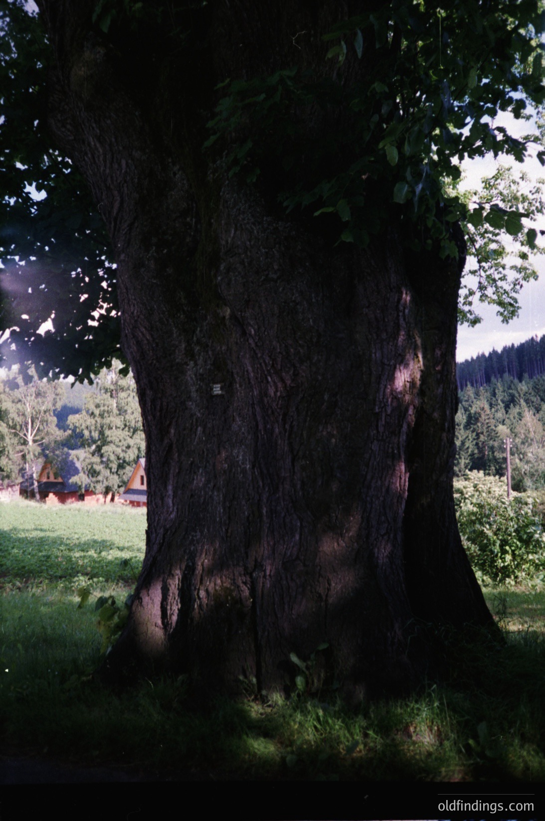 Mature oak tree with deep fissured bark and expansive canopy in a sunlit meadow, likely European. Background shows distant forested hills and blurred picnic area with umbrellas. Vintage film grain suggests 1980s–1990s era.
