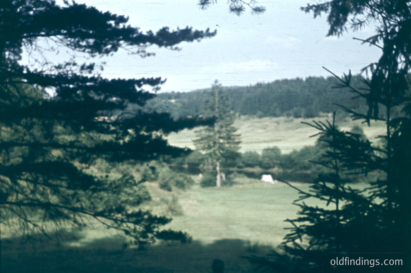Vintage sepia-toned landscape shot through pine branches, showcasing rolling green hills with scattered trees and a lone white structure. Likely mid-20th century rural setting, evoking nostalgia for pastoral life.