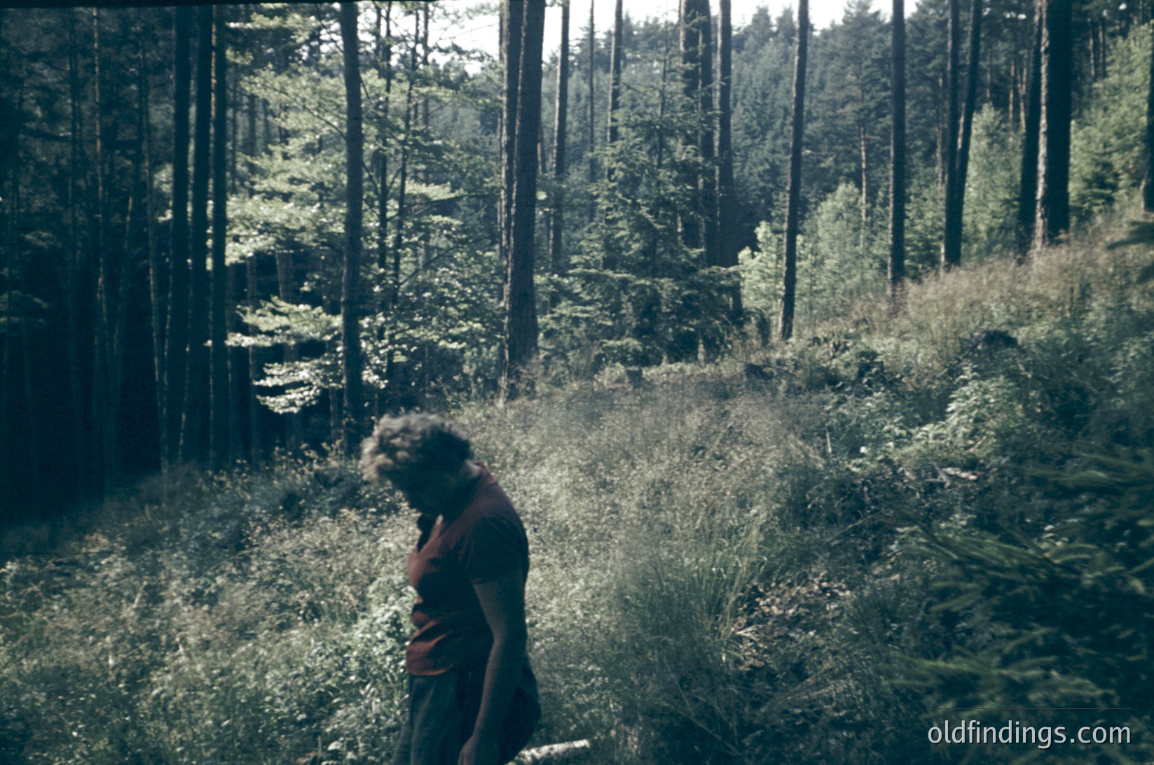 Vintage sepia-toned photo of a lone figure in a dense forest, back turned, holding a long object (likely a tool or branch). Tall, mature trees frame the scene, with sunlight filtering through foliage. Mid-20th century (1950s-60s) forestry or outdoor labor setting.