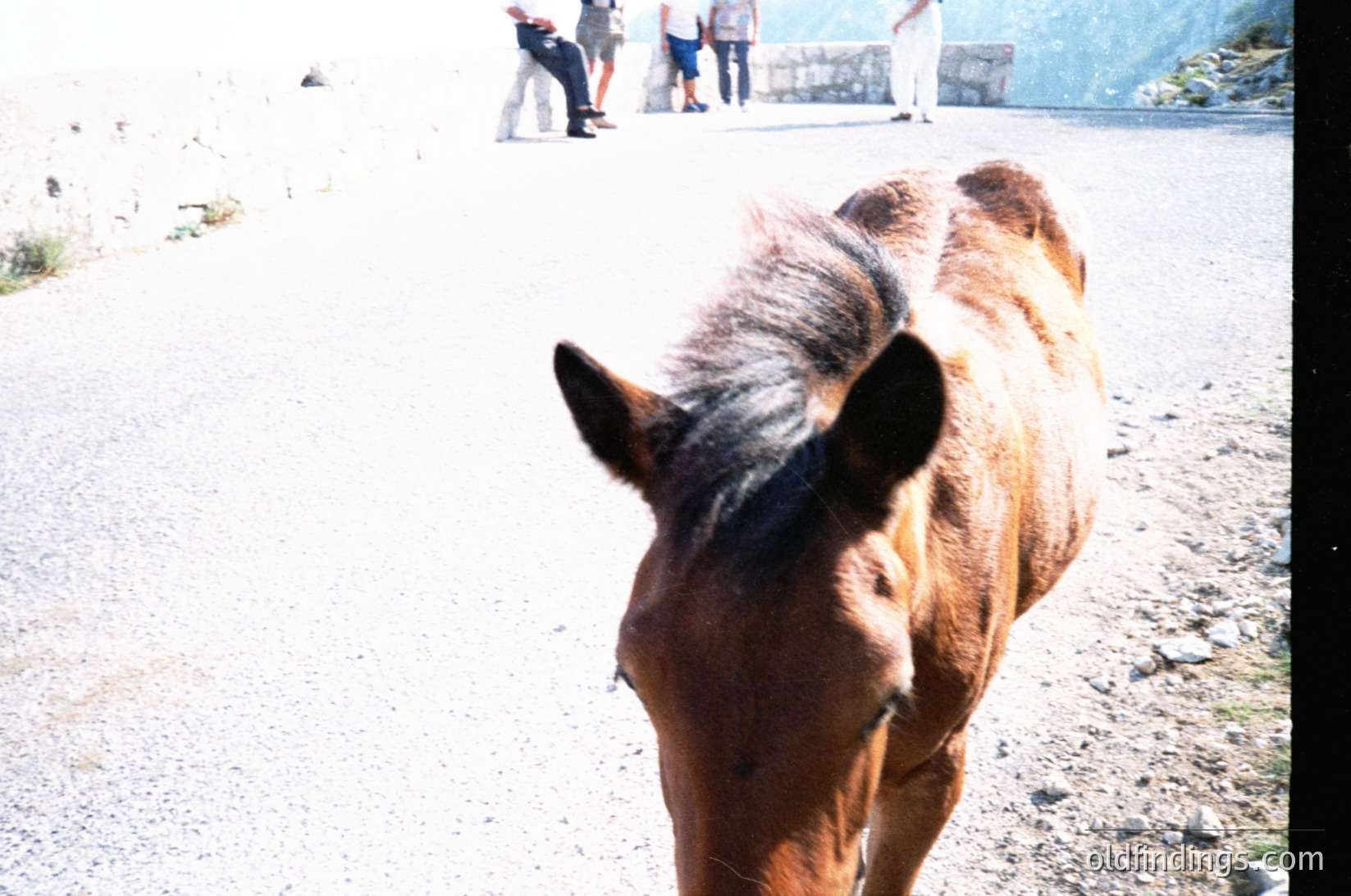 Vintage-style shot of a brown horse walking on a gravel path near a rocky coastline. Blurred background shows distant figures in light clothing, suggesting a seaside or lakeside setting. Soft focus and warm tones evoke mid-20th century travel photography.