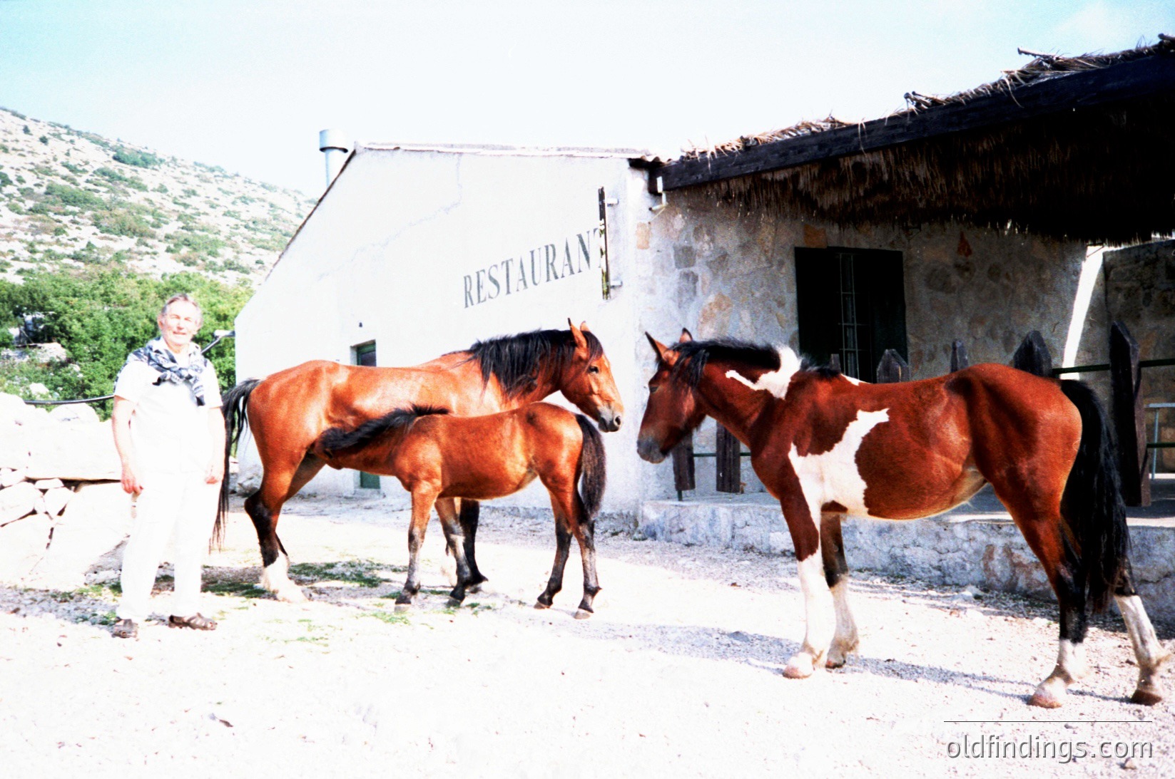 Rural courtyard scene featuring three horses (two brown, one piebald) tied near a rustic stone building with a thatched roof. A person in light clothing stands beside them. A hand-painted "RESTAURANT" sign is visible on the building’s wall. Mountainous terrain in background suggests a countryside setting.