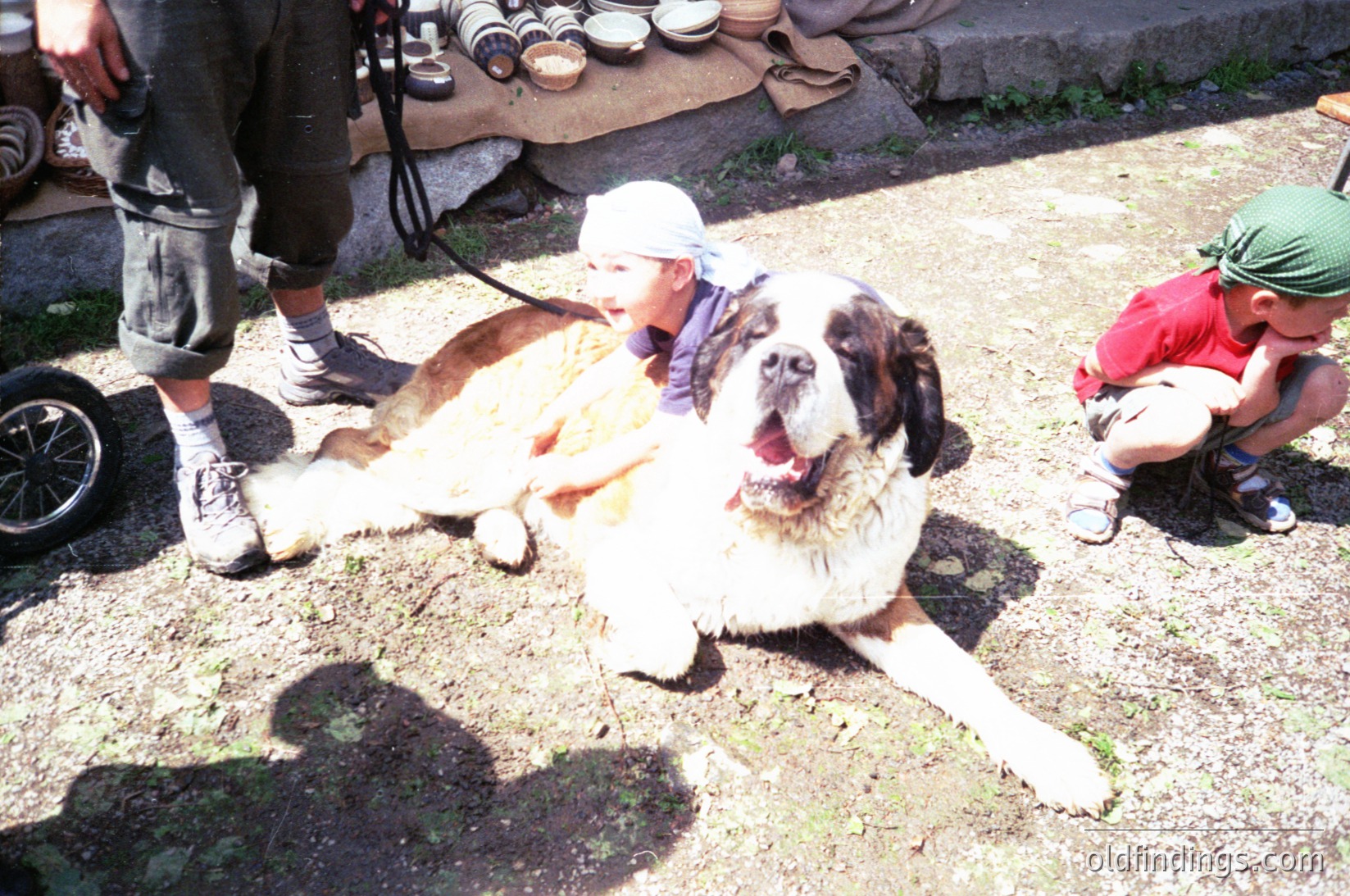 Large sheepdog lying on ground with children and adults interacting, likely at a rural gathering or farm. Sheep carcass partially skinned beside them. Casual attire suggests informal, outdoor setting.