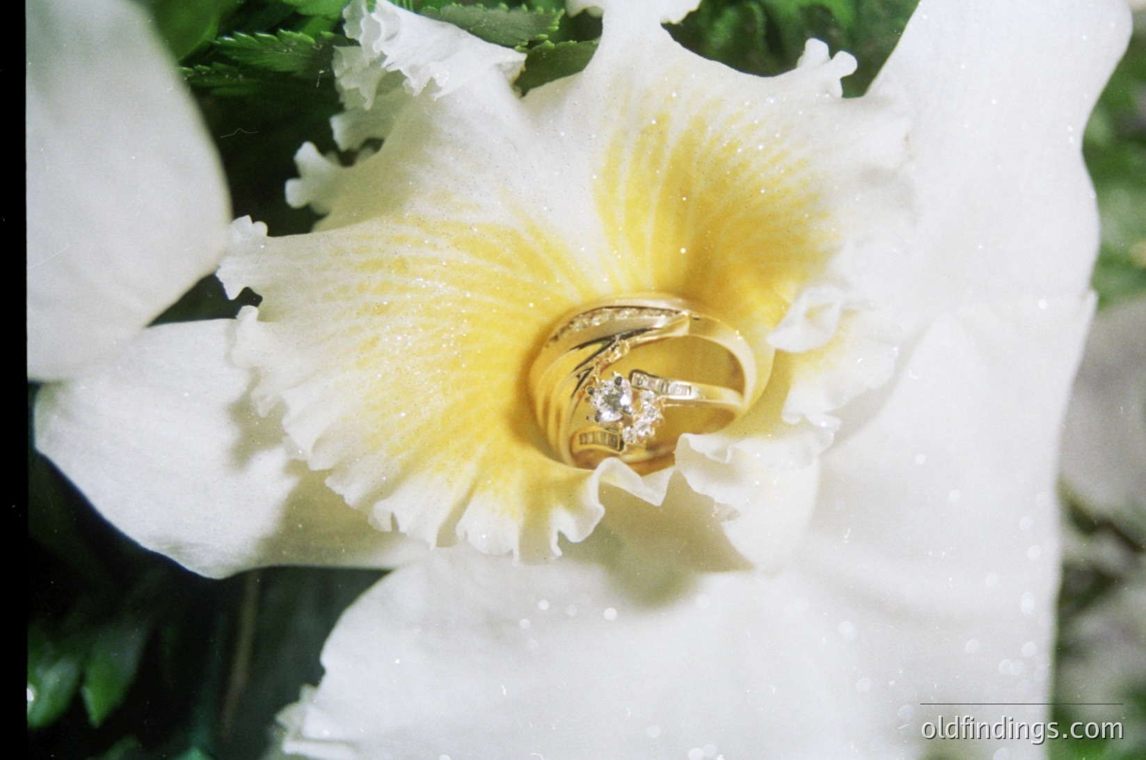 Elegant gold wedding rings nestled within a single white and yellow orchid blossom, surrounded by delicate petals. The rings feature intricate engravings and a central diamond detail. Ideal for bridal, engagement, or jewelry photography.