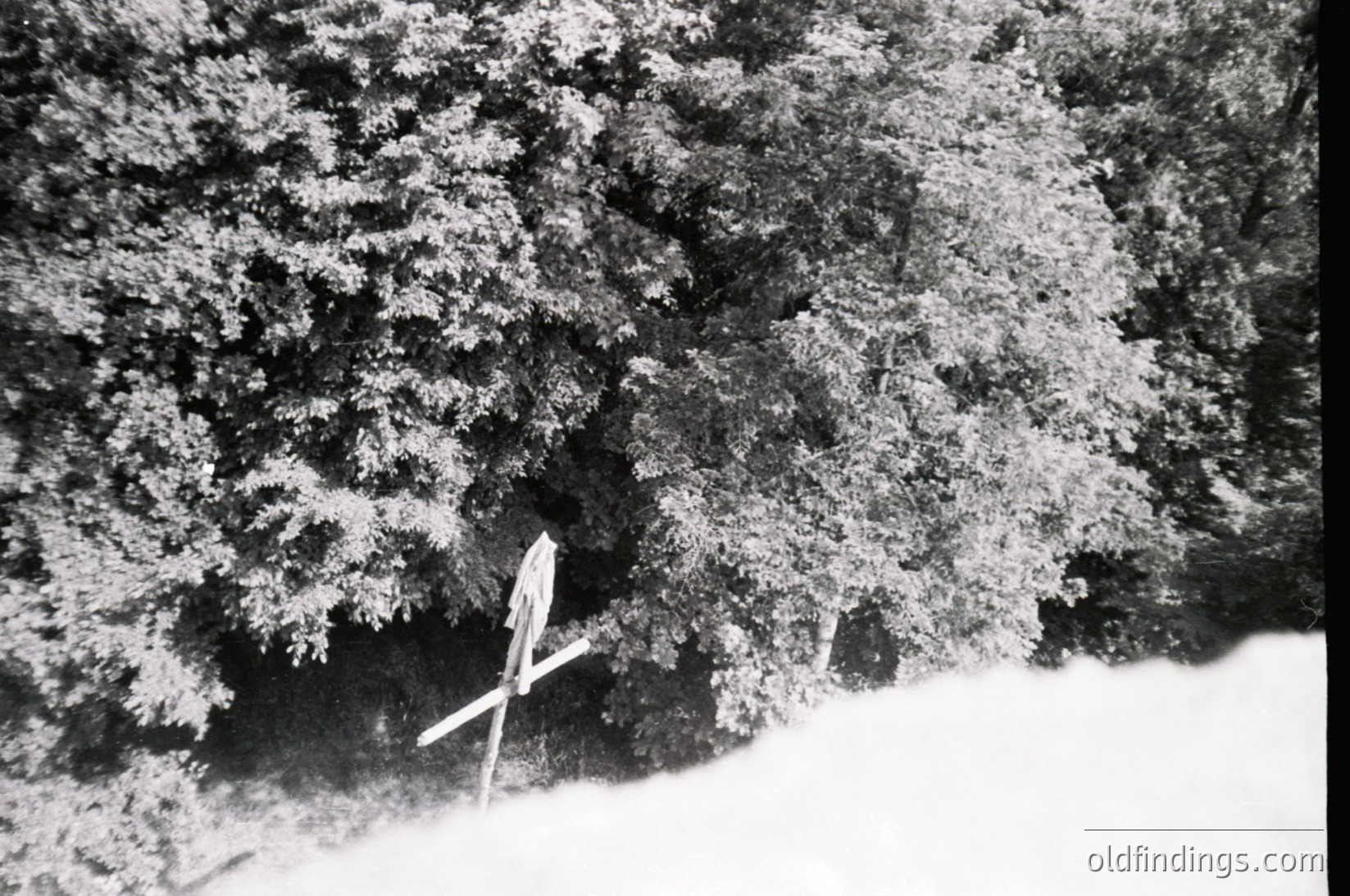 Close-up of a snow-covered pine branch with a single pinecone. The texture highlights winter forest details. Ideal for nature, botanical, or seasonal stock imagery.
