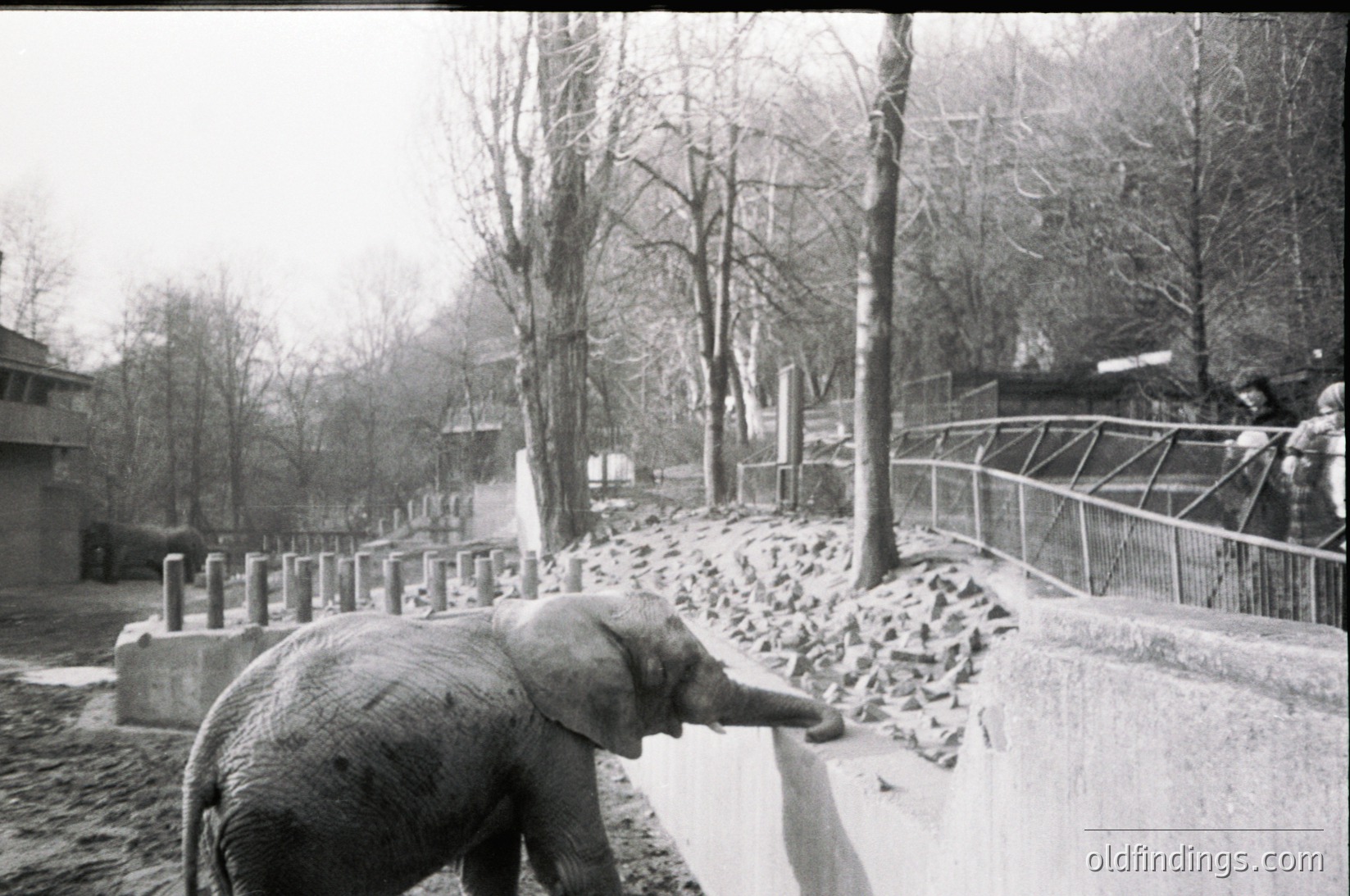 Mid-20th century zoo enclosure with an elephant interacting with snow-covered ground. Fenced pathway and sparse winter trees frame the scene, suggesting cold-weather conditions. Likely European zoo setting based on architectural style.