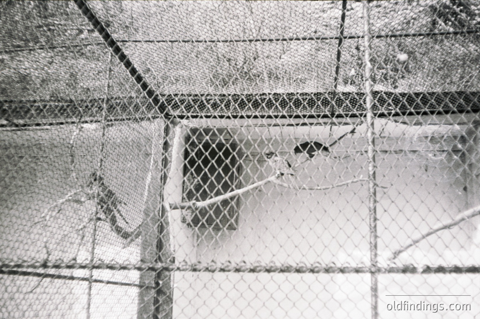 Close-up of a chain-link fence with snow accumulation, revealing a blurred figure partially obscured by frost and ice. The texture of the mesh and crystalline snow patterns create a stark, textured contrast. Likely