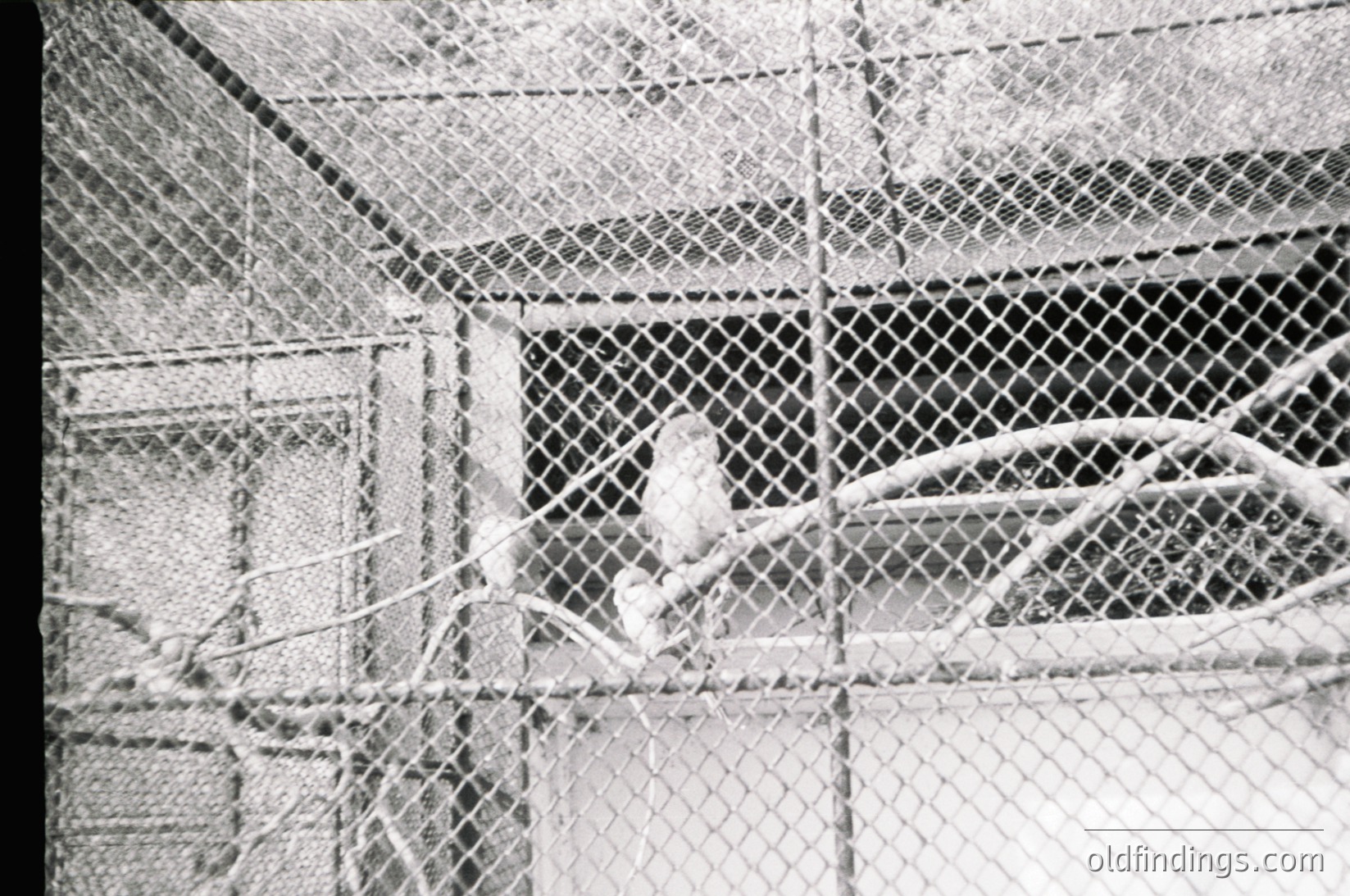 Close-up of a bird perched on a chain-link fence, framed by diamond mesh. Industrial or urban setting, likely mid-20th century. Textured grain and monochrome suggest vintage photography.