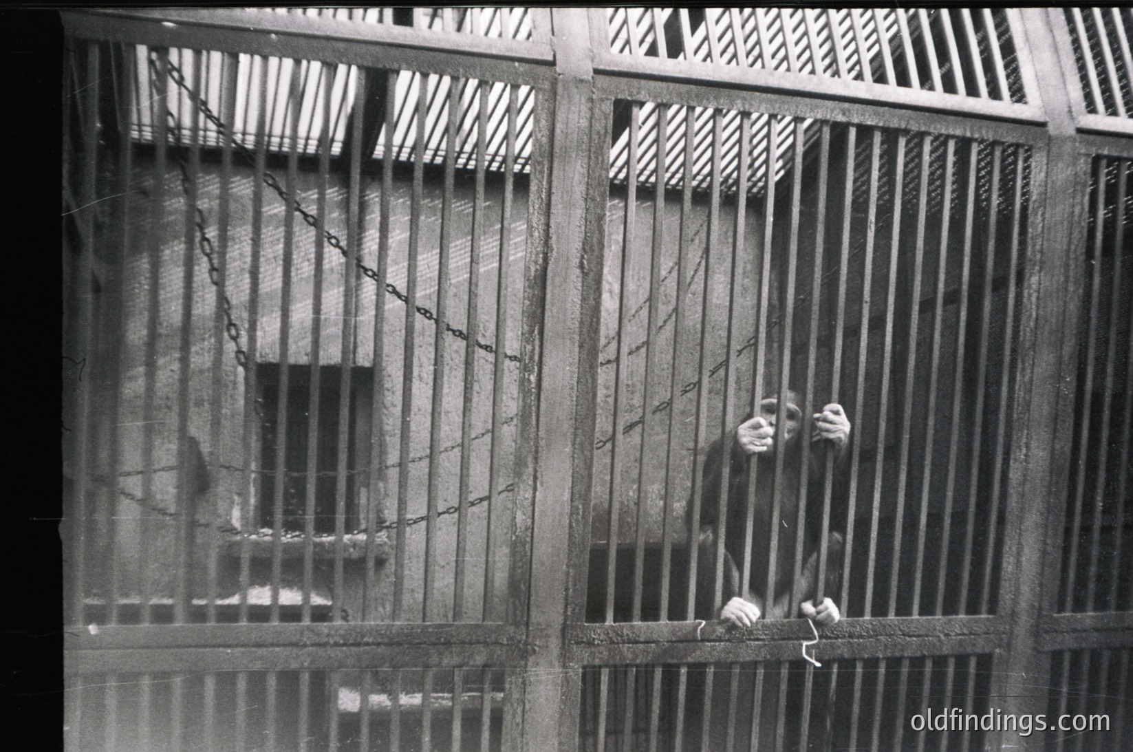 Black-and-white prison cell gate with vertical bars and horizontal chain-link, showing a blurred figure leaning against it. Interior reveals concrete walls and a small barred window. Mid-20th century institutional architecture.