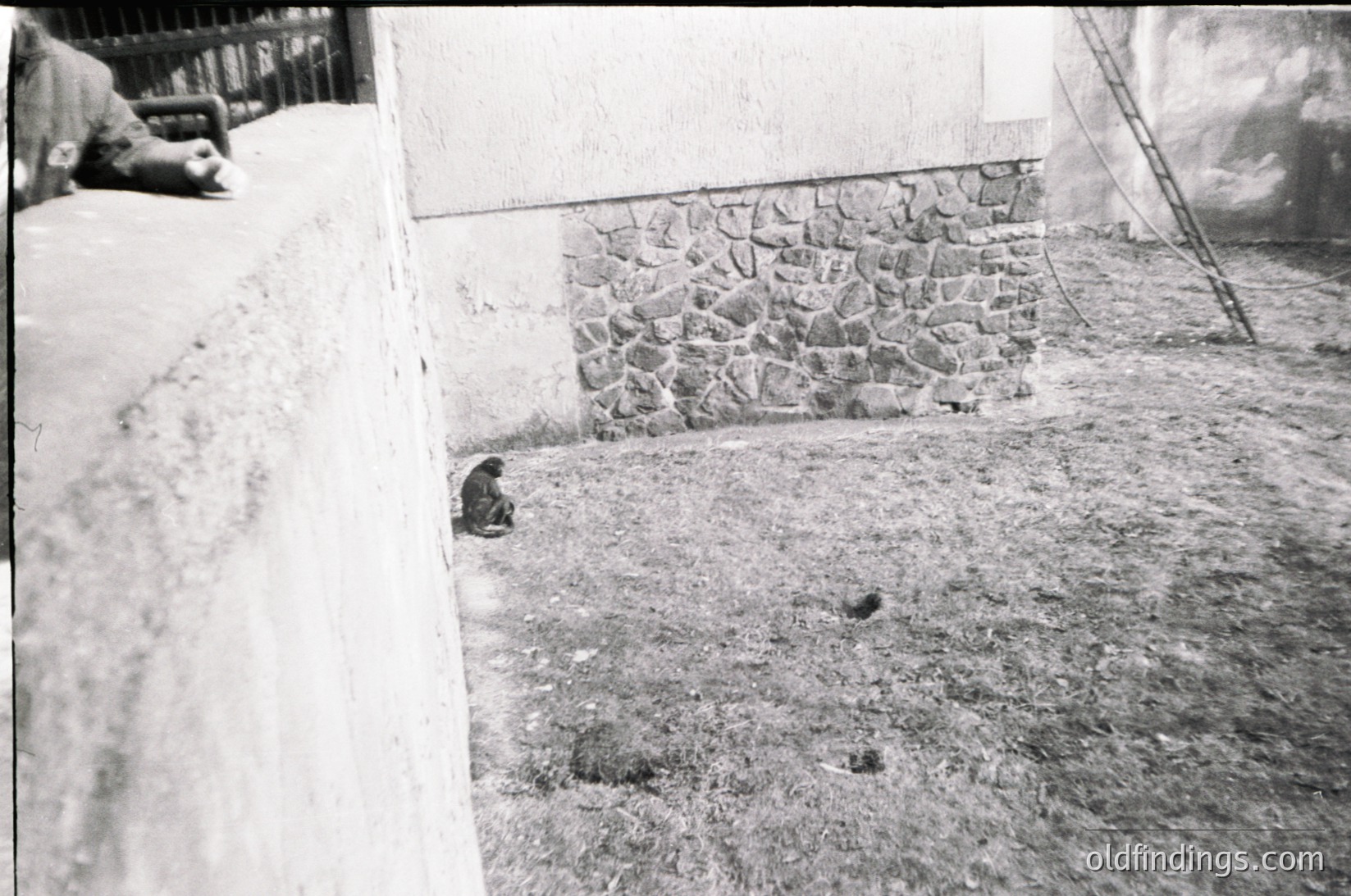 Vintage black-and-white shot of a dog peeking from under a stone wall in a courtyard. Rough cobblestone ground and weathered plaster walls suggest aged architecture. Mid-20th century urban or rural setting.