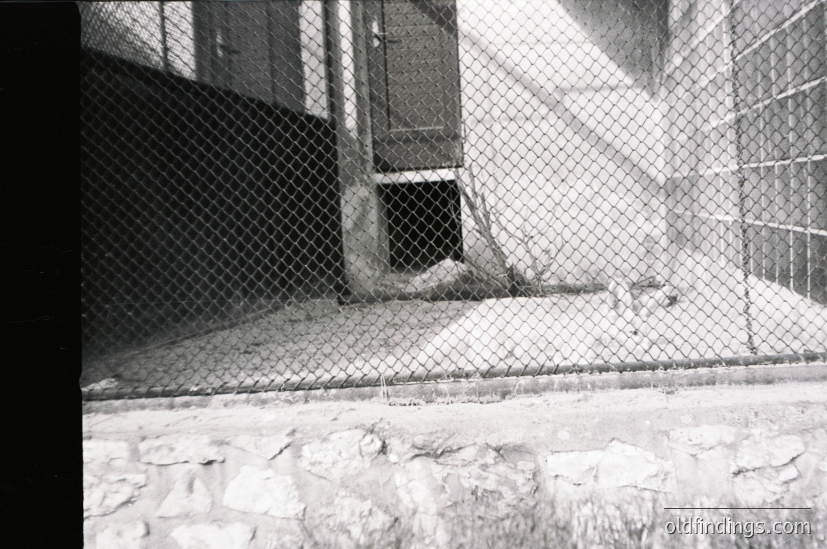 Black-and-white photo of a dog resting behind a chain-link fence, likely in a confined urban or institutional area. Concrete ground and brick wall visible. Style suggests mid-20th century (1950s–1970s) urban or veterinary setting.