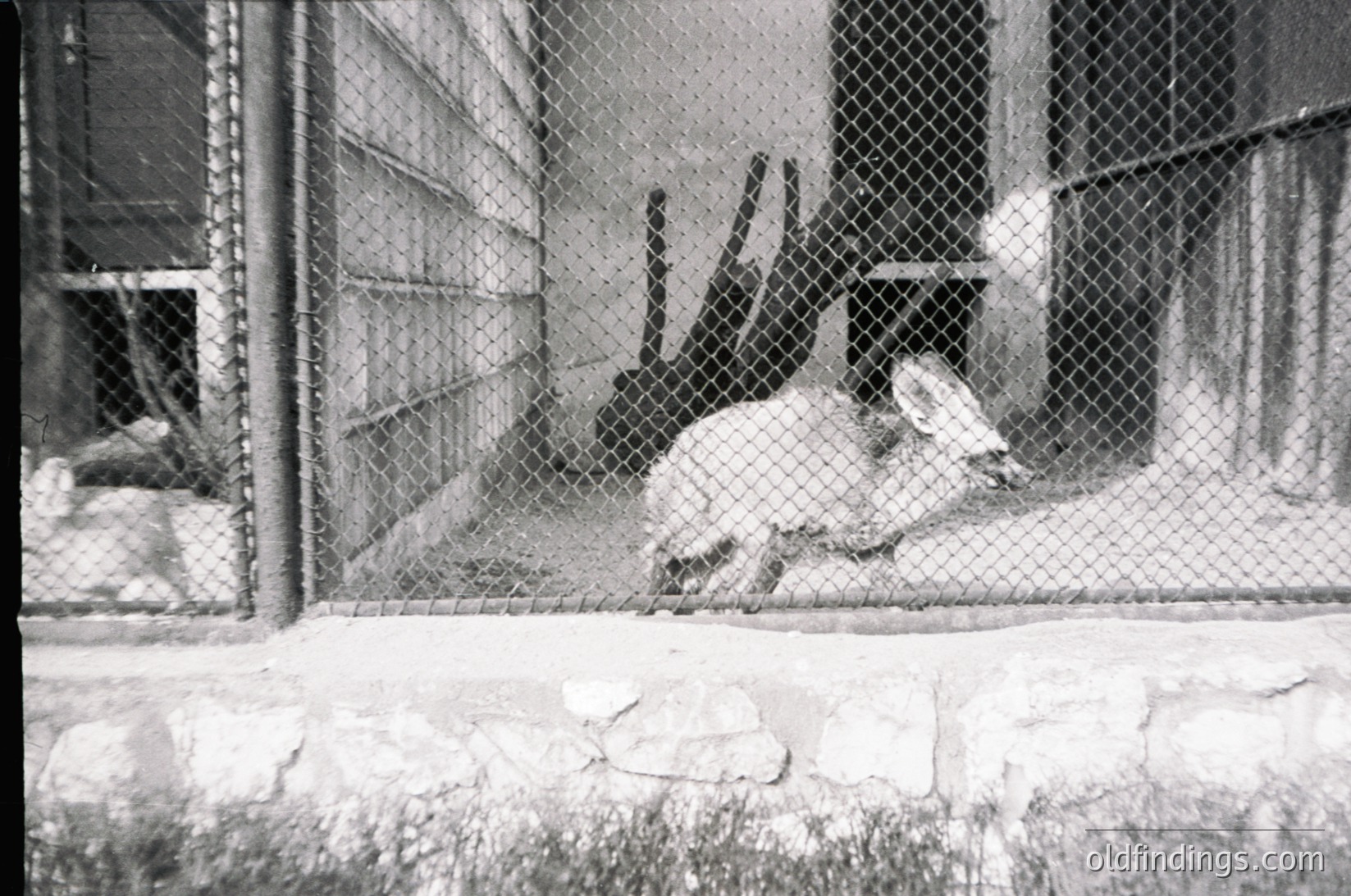 Black-and-white photo of a white polar bear in an enclosed concrete enclosure, likely a zoo or wildlife facility. The bear appears relaxed, lying on its side with its head resting on its paws. Chain-link fence and concrete walls dominate the background, suggesting mid-20th century design.