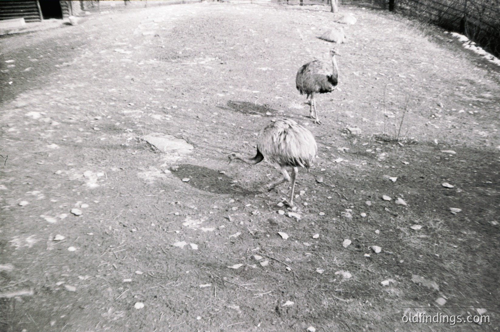 Two ostriches foraging in an enclosed, gravel-covered area with sparse vegetation. The concrete perimeter suggests a zoo or wildlife sanctuary setting. Black-and-white, high-contrast composition highlights textures and movement.