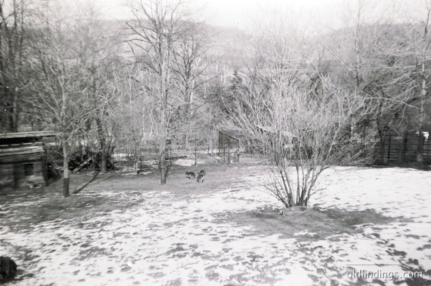 Black-and-white rural scene featuring a dog in a snow-covered yard surrounded by leafless trees and wooden structures. Snow patches and bare branches dominate the landscape, suggesting late winter or early spring. Rustic wooden fence and shed hint at a countryside setting, likely mid-20th century.