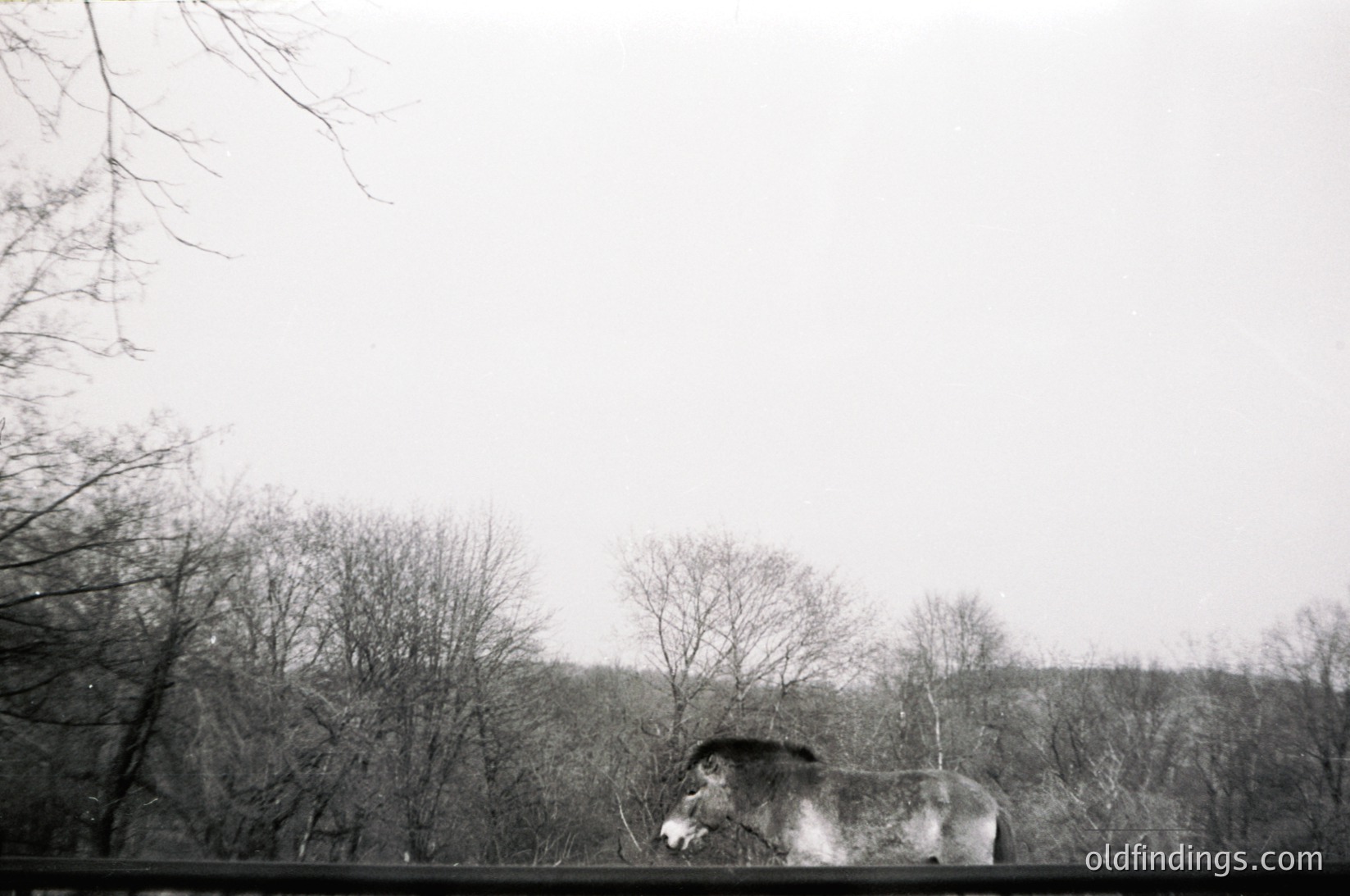 Vintage black-and-white photo of a lone wild boar foraging in a barren, winter forest. Leafless trees and overcast sky suggest late season or early spring. Composition highlights natural behavior and rugged terrain.