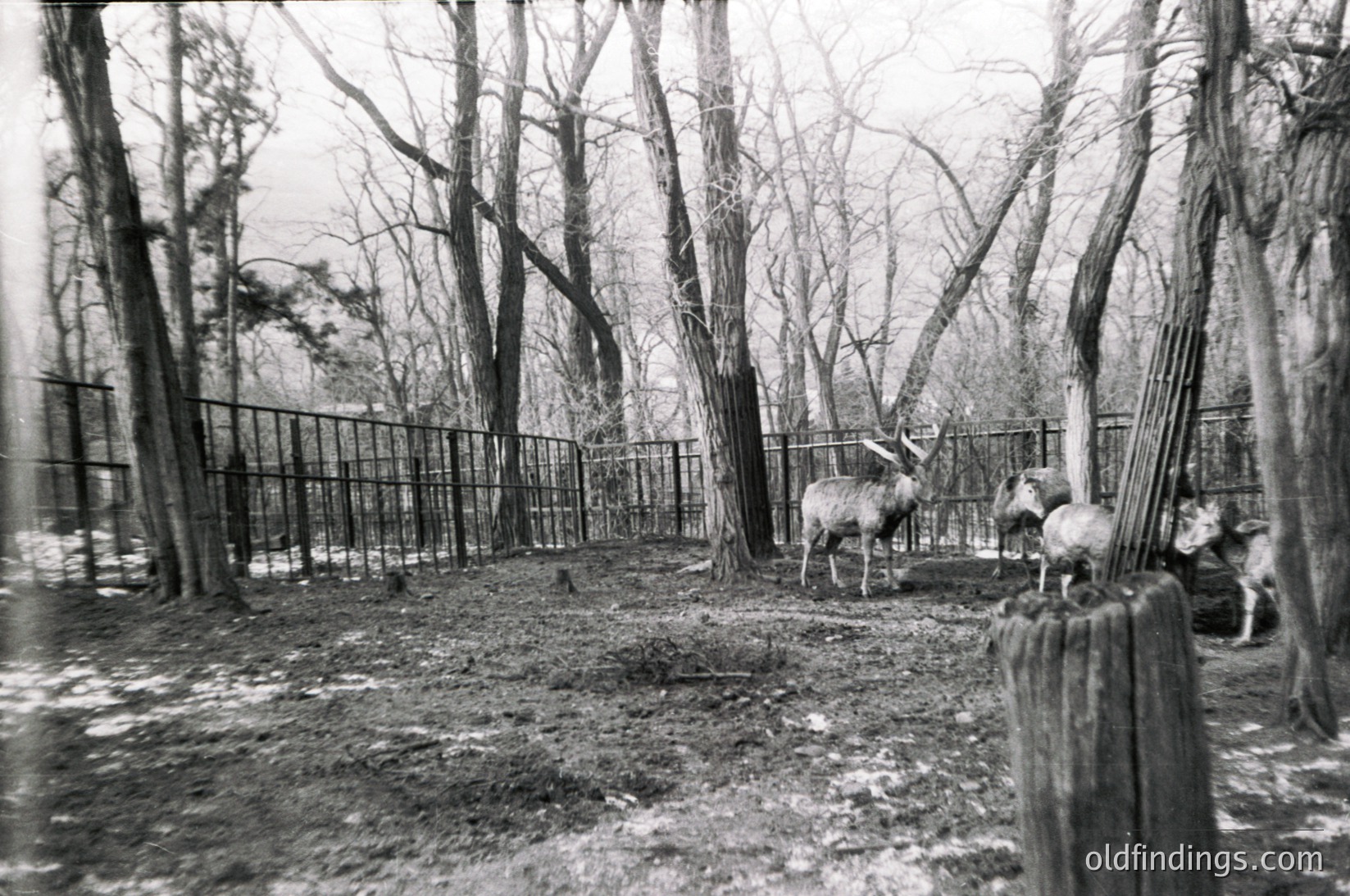 Black-and-white zoo enclosure featuring a reindeer and two dogs in a wooded area with high fencing. Snow patches and tree stumps visible. Likely mid-20th century, possibly .
