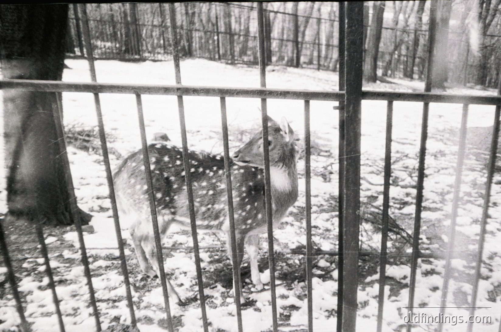 Black-and-white photo of a fawn behind a metal fence in a snowy enclosure, likely a zoo or wildlife park. Distinctive spotted coat and alert posture.