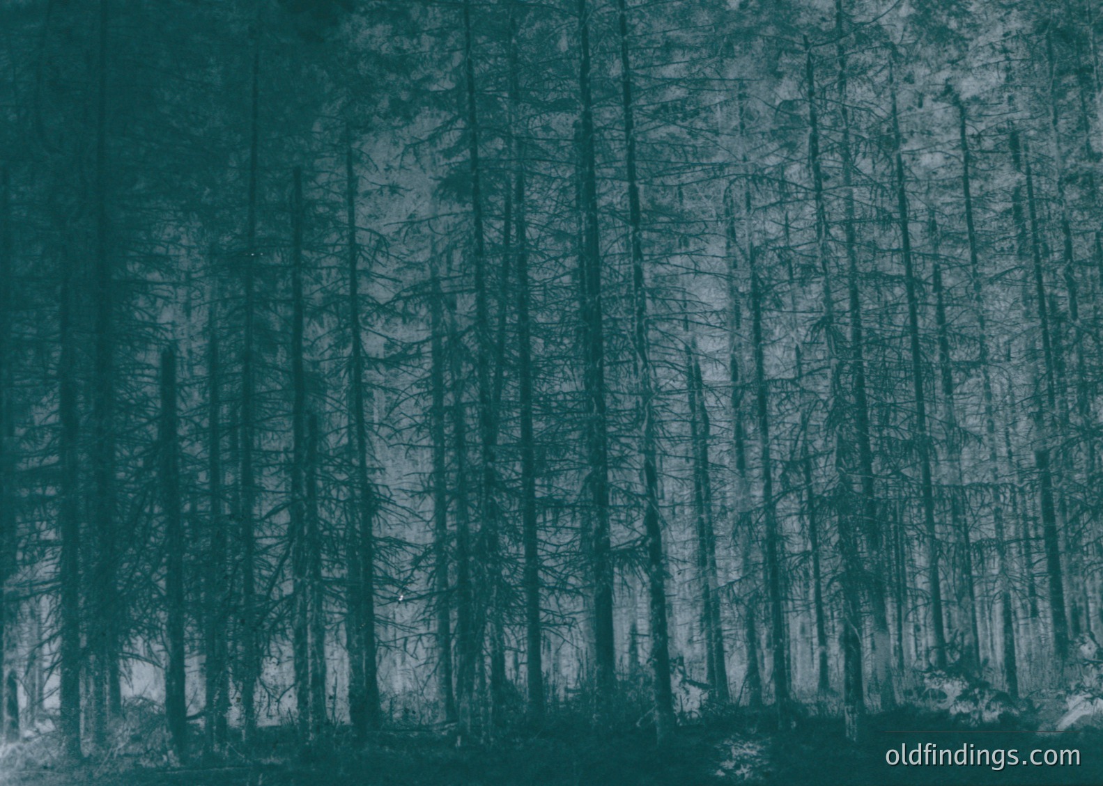 Monochrome forest of tall, leafless trees in dense formation, likely conifers. Dramatic vertical lines create a sense of depth and isolation. Ideal for moody, atmospheric stock imagery or design references.