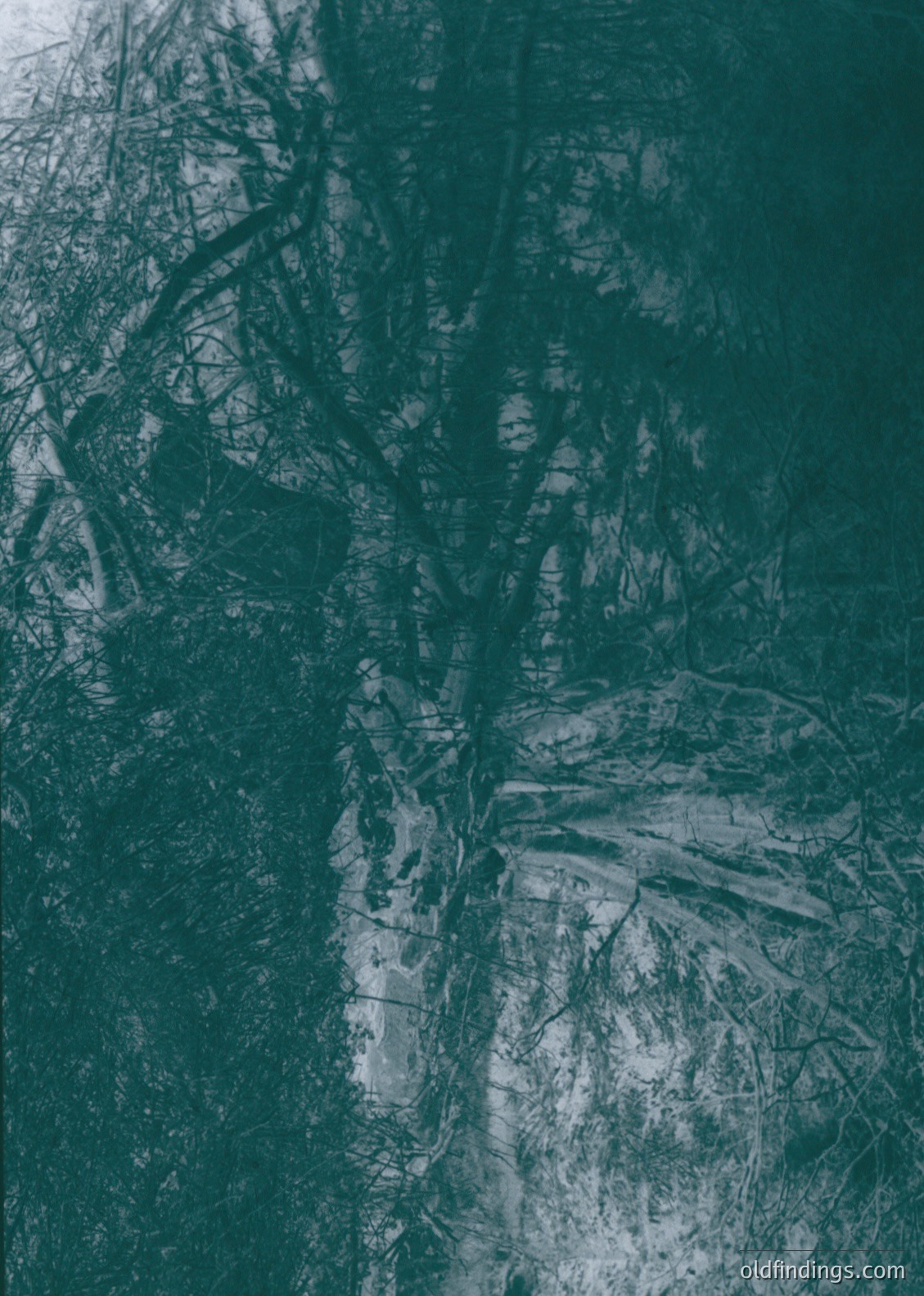 Monochrome aerial view of snow-covered forest and agricultural fields, likely captured via drone or vintage aircraft. Distinctive grid-like field patterns suggest structured farming. *(Note: If this is a modern drone shot, replace with .)*