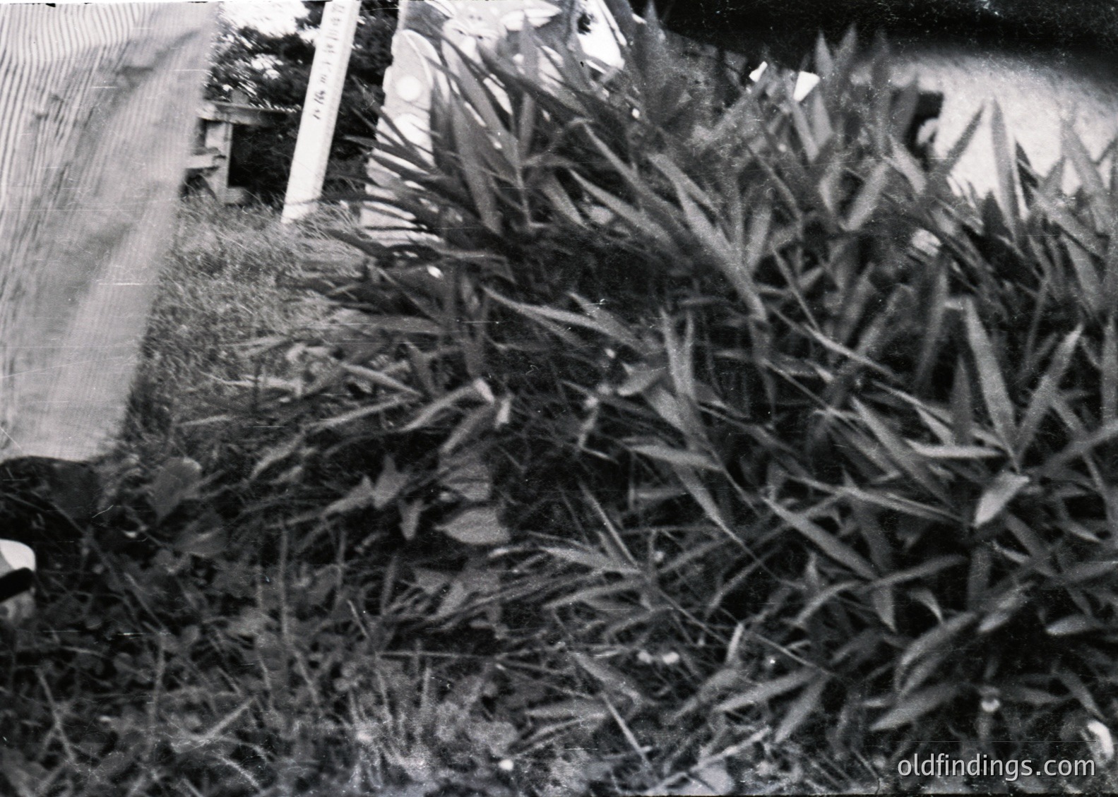 Mid-century black-and-white shot of tall ornamental grass beside a wooden fence. Dense foliage contrasts with rough-textured wood, suggesting a garden or rural setting. Likely 1950s–1970s due to monochrome and composition style.