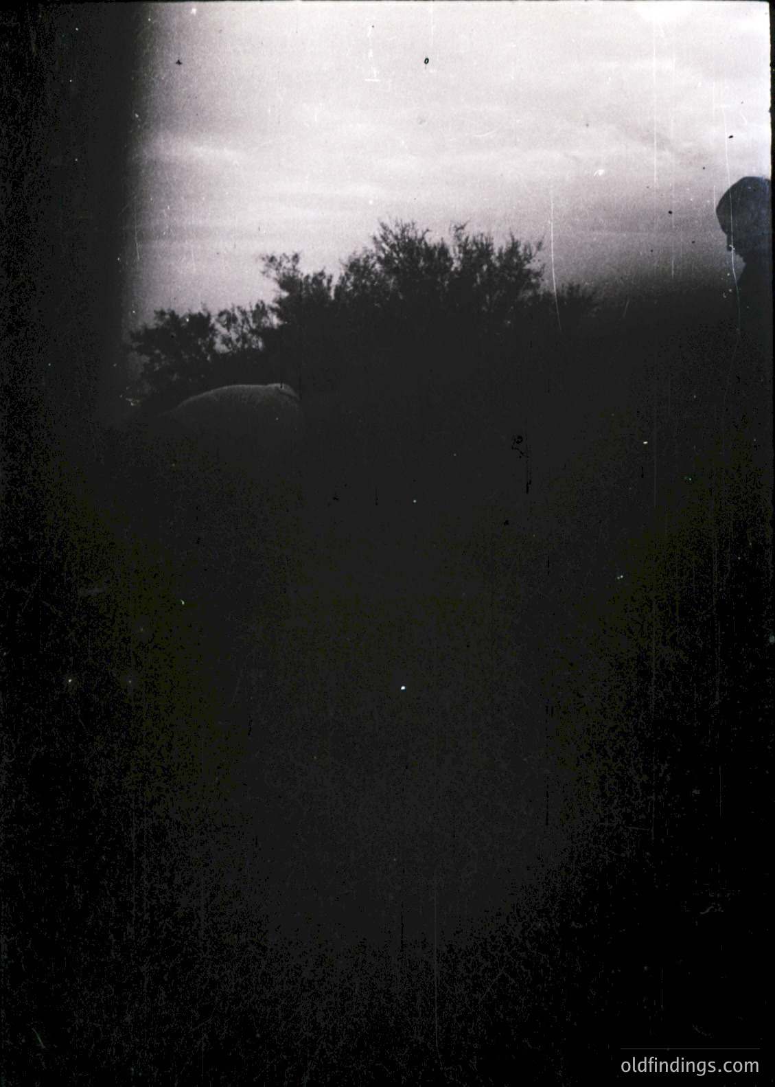 Vintage black-and-white photo showing a window view of dense foliage and a faintly visible structure. Heavy scratches and fading suggest aged film or print. Likely mid-20th century due to grain and contrast.