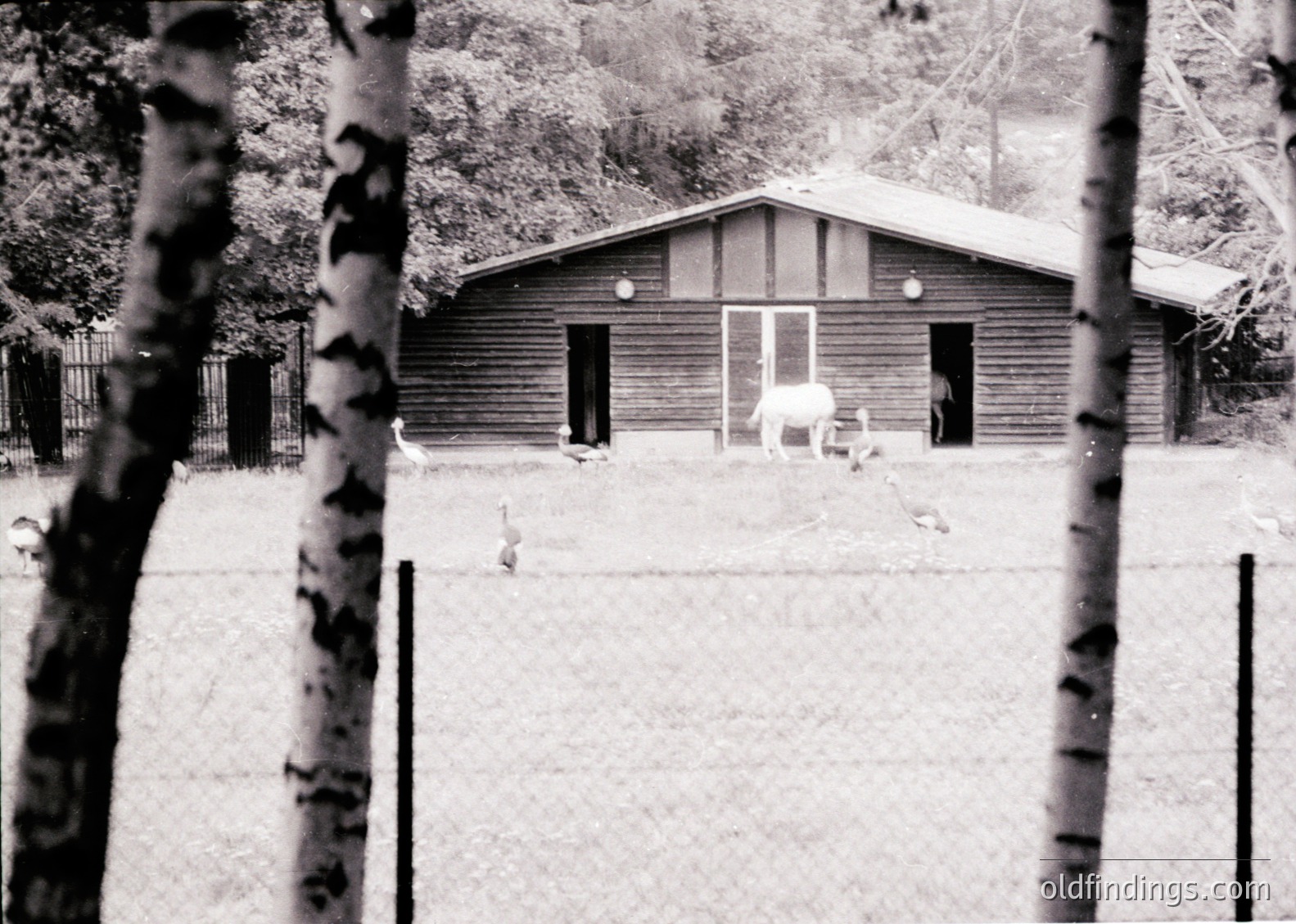 Mid-century wooden barn-style building with gabled roof, flanked by two small doors and a central window. A lone white horse grazes in an enclosed grassy area, framed by tree trunks and a chain-link fence. Rustic, rural setting likely from the 1950s–1970s.