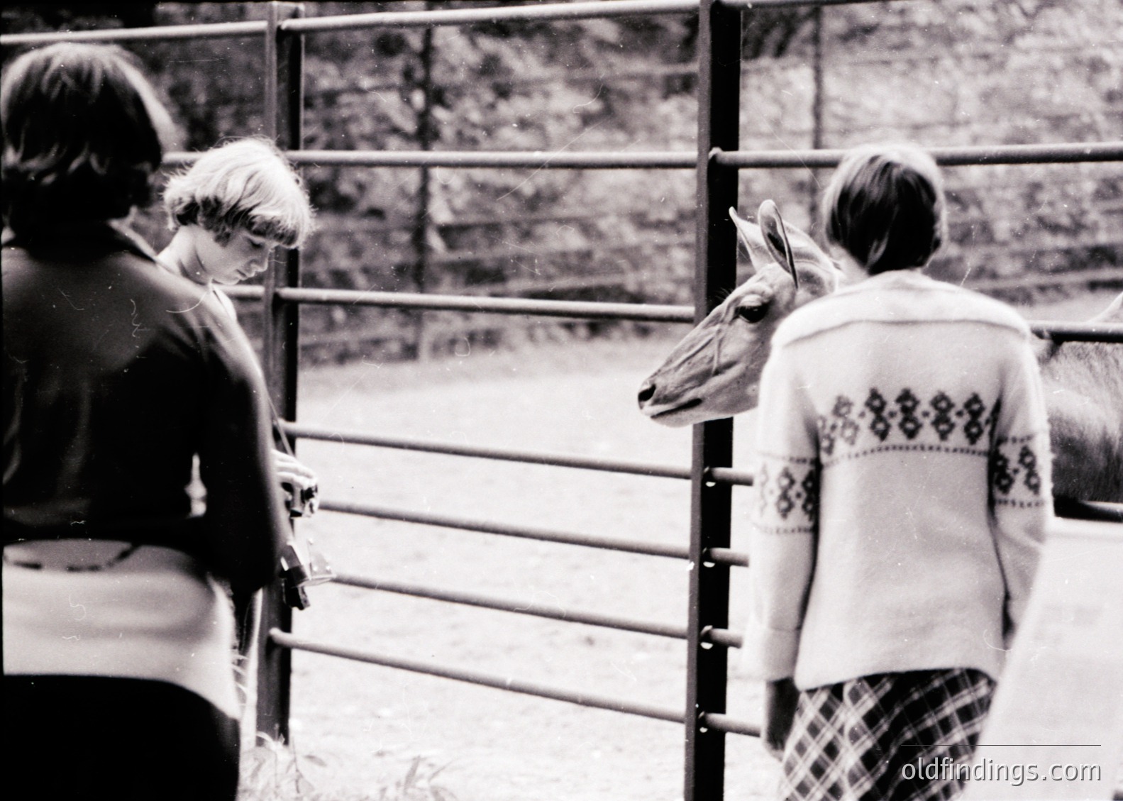 Three individuals interact with a deer through a metal fence in a rural setting, mid-20th century. The person on the right wears a patterned sweater and plaid pants, while the others wear dark clothing. The deer leans close to the fence, suggesting a farm or wildlife sanctuary.