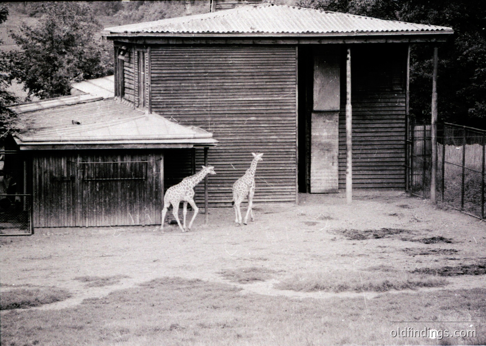 Two giraffes in a fenced enclosure beside weathered wooden buildings, likely a mid-20th century zoo or wildlife park. Rustic corrugated metal roofing and wooden structures suggest early zoo architecture.