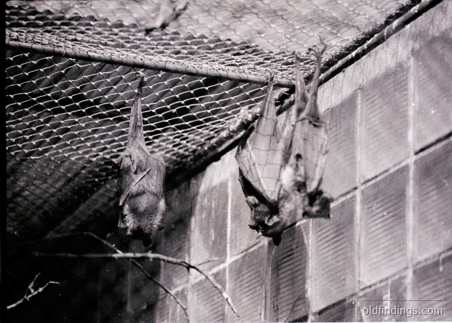 Two bats suspended by wings in a mesh enclosure, likely for study or display. Industrial concrete wall and tiled ceiling suggest a laboratory or research setting. Black-and-white suggests vintage or archival origin ( ).