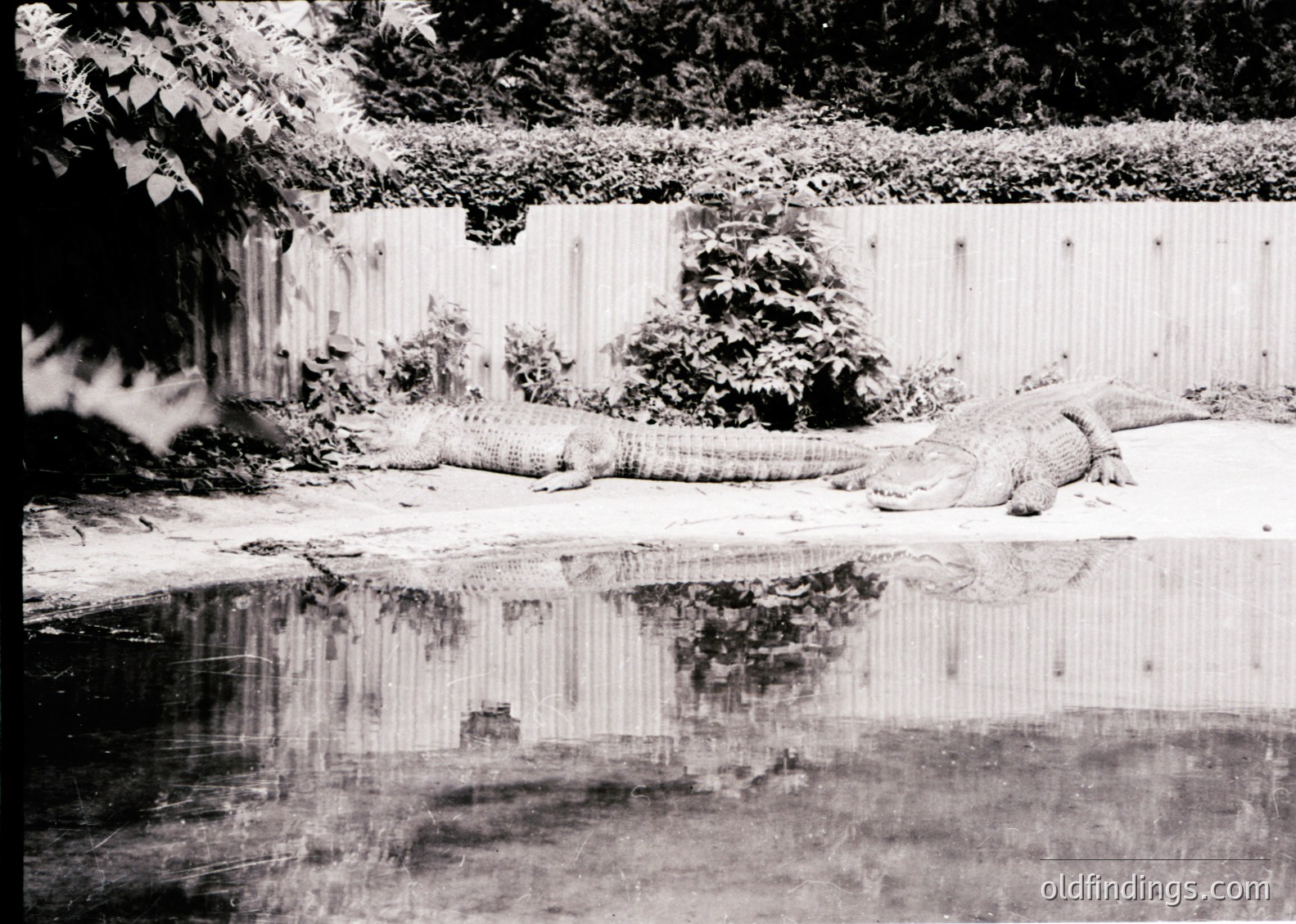 Black-and-white shot of a crocodile resting on a concrete ledge beside a reflective water surface. Wooden fence and greenery frame the scene, suggesting a controlled environment like a zoo or wildlife exhibit.