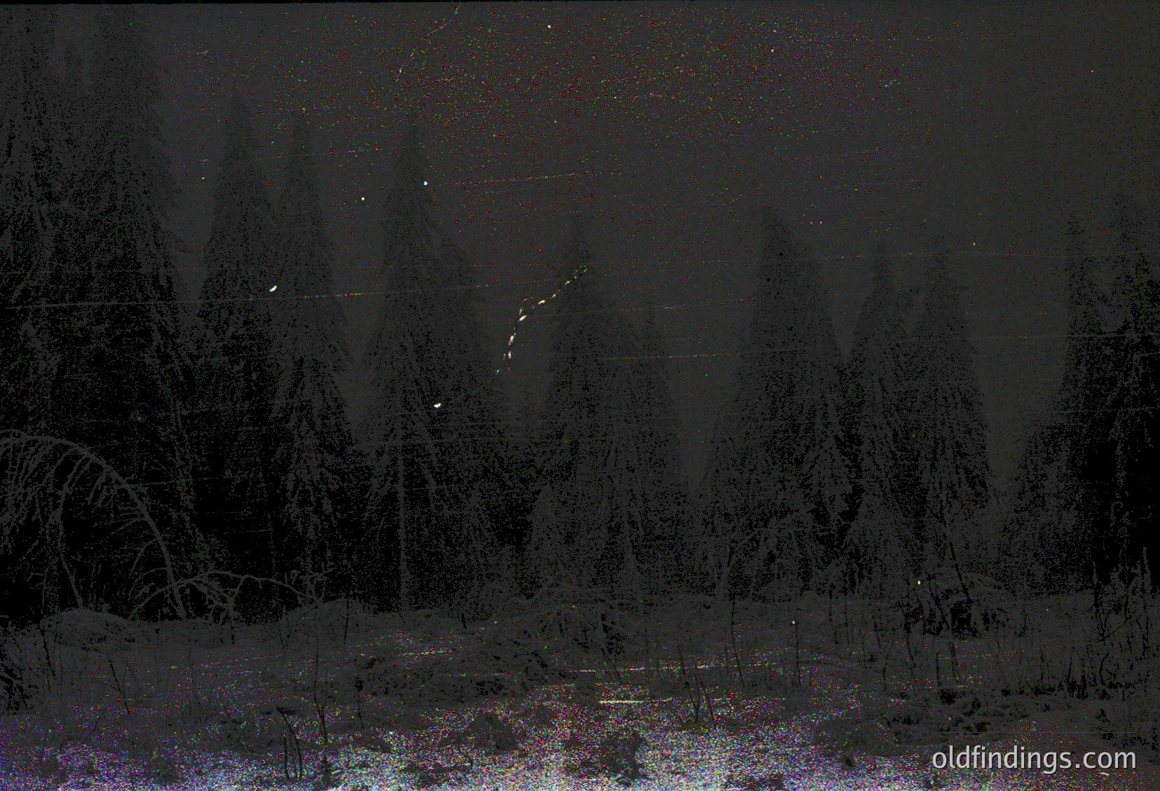 Snow-laden forest under starry night sky, captured in monochrome. Dense evergreen trees frame a snowy landscape with faint light rays piercing through clouds.
