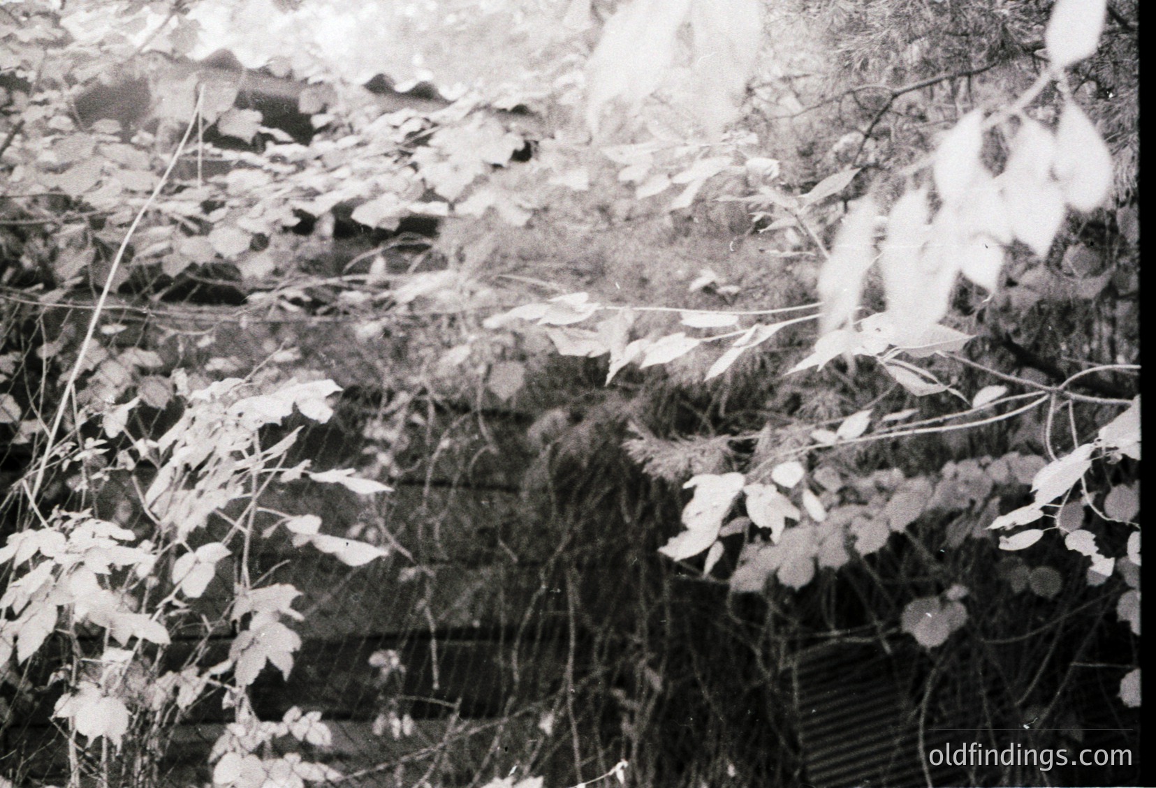 Vintage black-and-white shot of a dense, overgrown forest path with fallen leaves and exposed tree roots. The low-angle composition emphasizes rugged terrain and natural decay. Likely mid-20th century due to grainy texture and monochrome style.