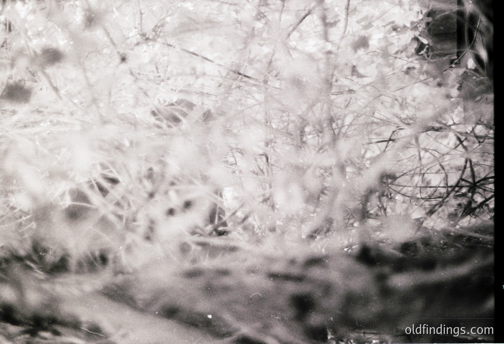 Close-up of delicate frost crystals on a windowpane, captured in monochrome. The intricate, lace-like patterns suggest cold weather, likely winter. The texture and clarity hint at a vintage or historical photo style, possibly 20th-century.