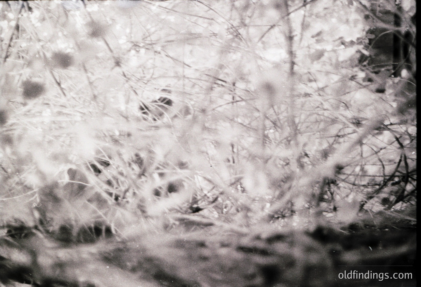 Vintage black-and-white close-up of bare winter branches and snow-dusted foliage, evoking a monochromatic forest scene. Soft focus enhances texture and depth. Likely mid-20th century, suitable for nostalgic or artistic stock use.