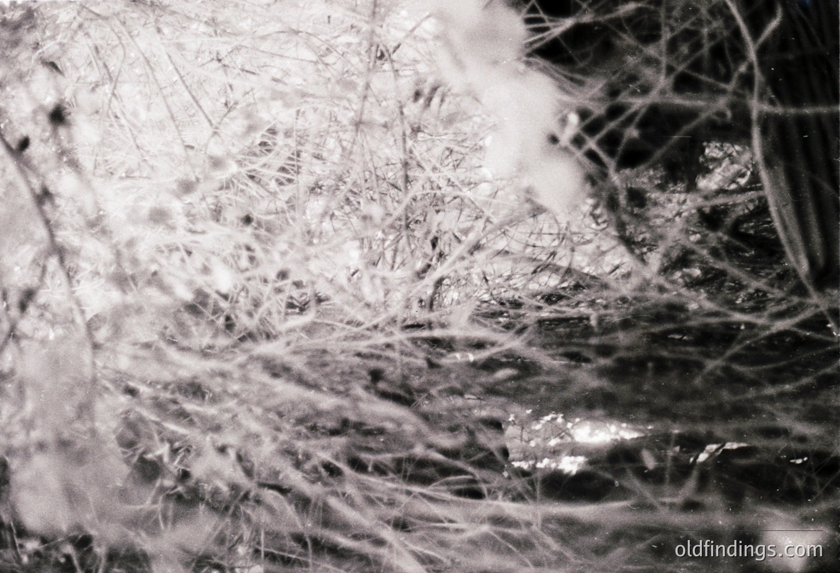 Close-up of delicate frost crystals on a windowpane, showcasing intricate ice patterns. Likely captured with vintage film due to grainy texture. Ideal for nature, winter, or atmospheric photography.