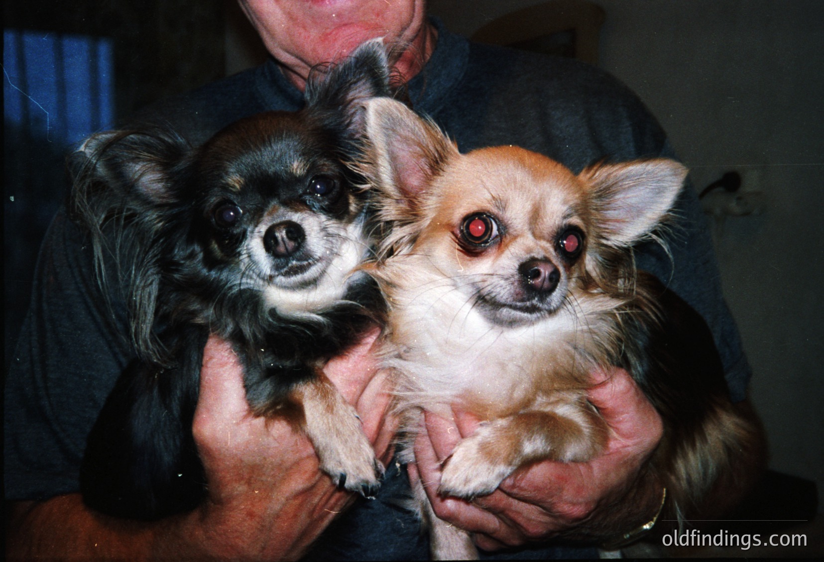Two small dogs (likely Chihuahuas) held close together in a person’s arms, one with black-and-tan fur and another with white-and-brindle fur. The image captures their expressive faces and floppy ears. Indoor setting, possibly a home or vet’s office.
