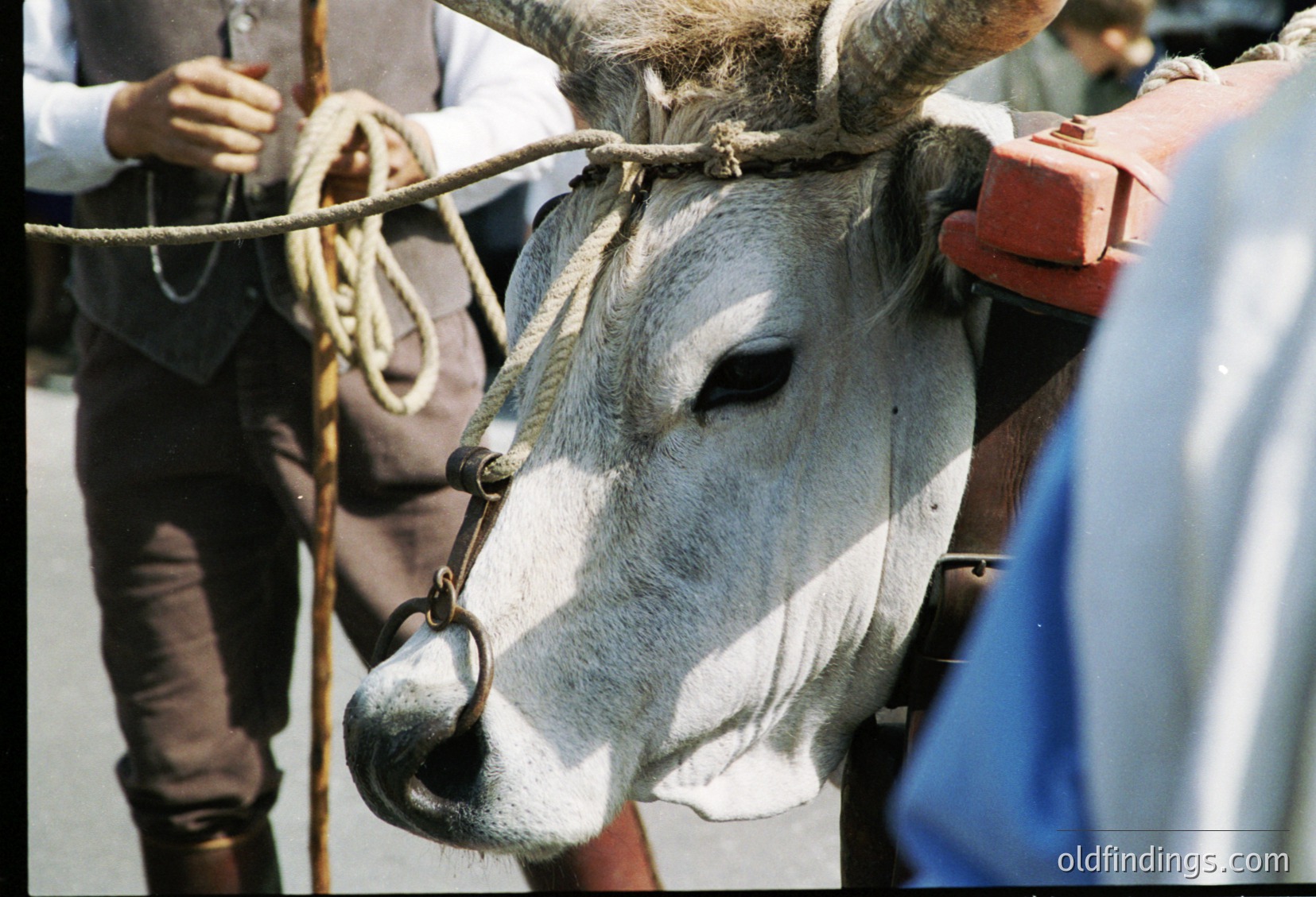 Close-up of a grey bull with curved horns, secured by a rope halter and metal nose ring, likely for livestock handling. Visible human hands and partial clothing suggest a rural or agricultural setting. The bull’s calm expression contrasts with its formidable horns.