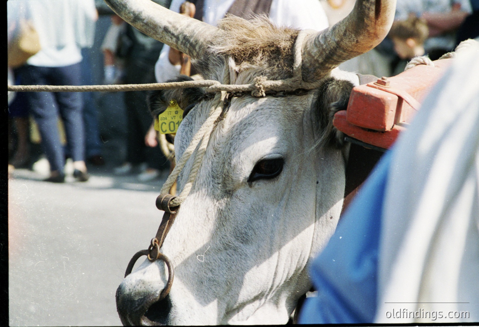 A close-up of a water buffalo with large curved horns, secured by a rope halter and chain. The animal’s head is partially obscured by a harness, suggesting a controlled or working environment. Background shows blurred figures, indicating a public or semi-public setting, likely a festival or fair. The image captures traditional livestock handling practices.