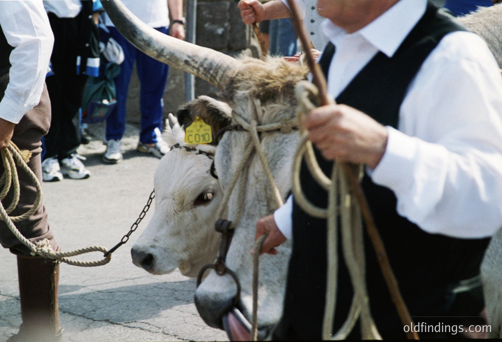 A handler leads a white bull with a yellow tag labeled "C003" in an outdoor event. The man wears a vest and holds a rope halter, while onlookers stand in the background. Traditional livestock handling at a fair or market, likely rural Europe.