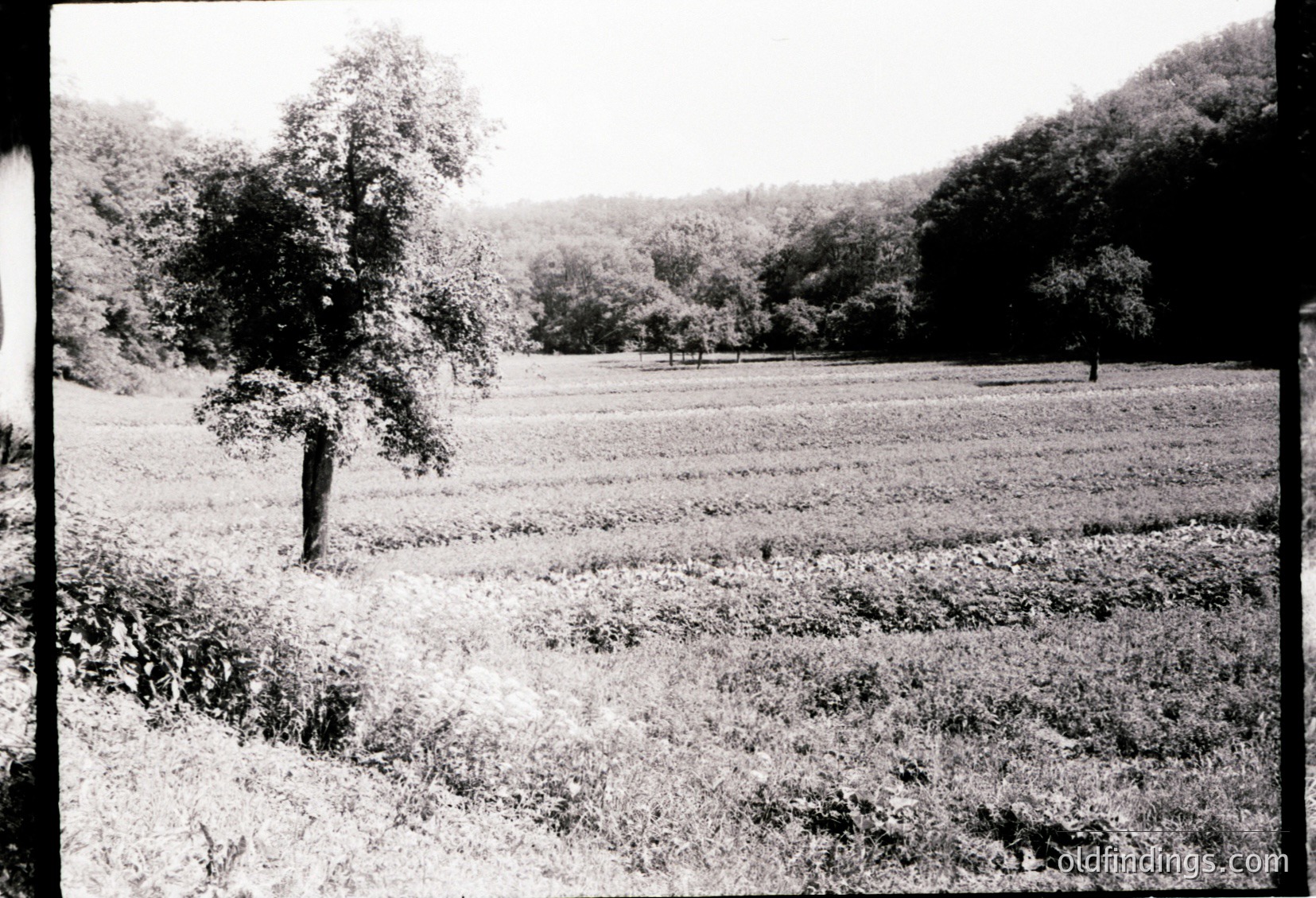 Tidy agricultural field with parallel ridges, bordered by dense forest and lone trees. Mid-20th century farming techniques visible. Rural landscape suggests European or North American setting.