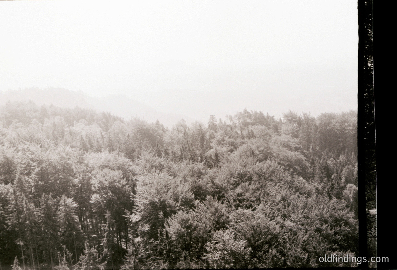 Frost-covered forest in monochrome, likely early 20th century. Dense evergreen trees blanketed in ice crystals, misty atmosphere obscures distant hills.