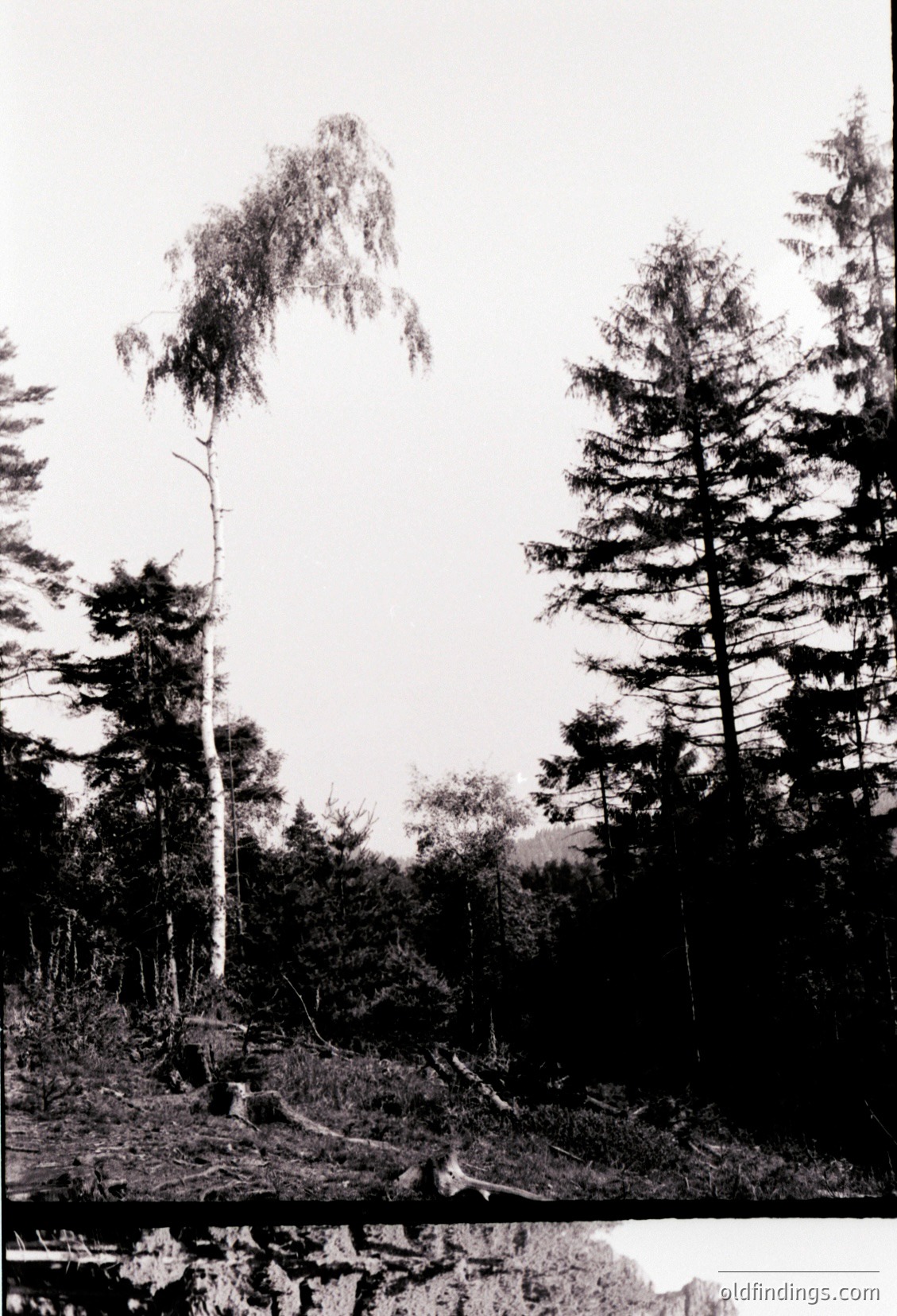 Black-and-white forest scene featuring tall coniferous and birch trees with clear logging stumps in foreground. Likely early-to-mid 20th century based on grain and style.