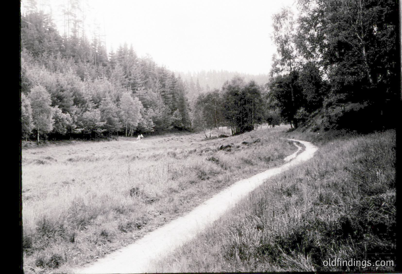 Dirt road winding through a rural, forested landscape with dense pine trees framing both sides. Open meadow on left with sparse grass and a lone horse grazing. Mid-20th century rural European countryside, likely . Ideal for historical research on agricultural practices.