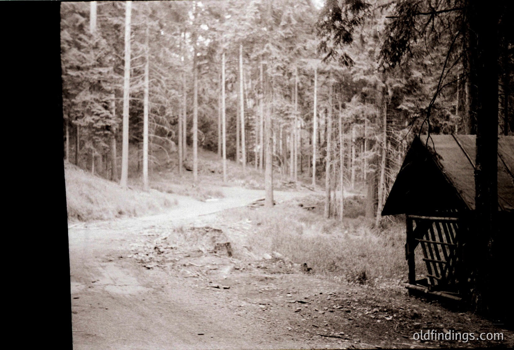 Vintage black-and-white forest path flanked by young pine trees, leading to a rustic wooden shelter with slatted roof. Dense foliage and dirt road suggest a remote, possibly mountainous area. Mid-20th century aesthetic with grainy texture.